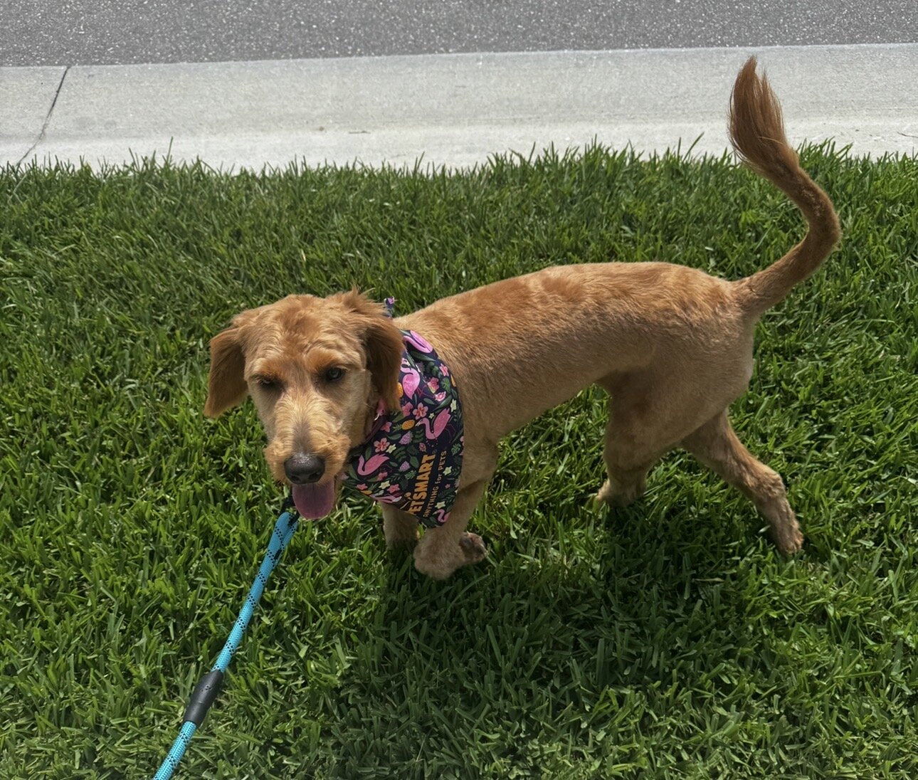 11 Month Goldendoodle for Sale image 6