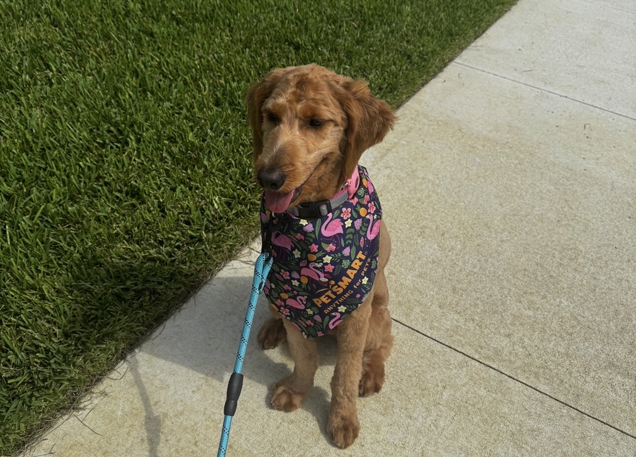 11 Month Goldendoodle for Sale image 5