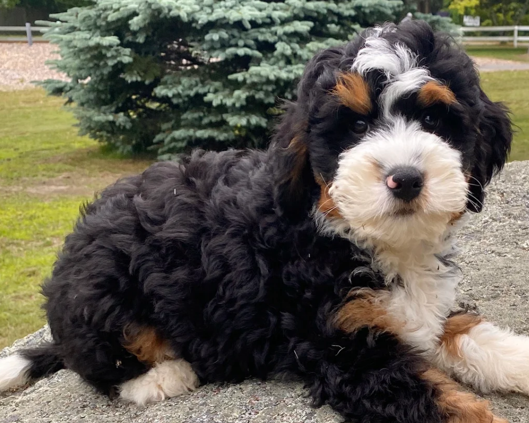 Traditional Tri Color Mini Bernedoodle Boy image 1