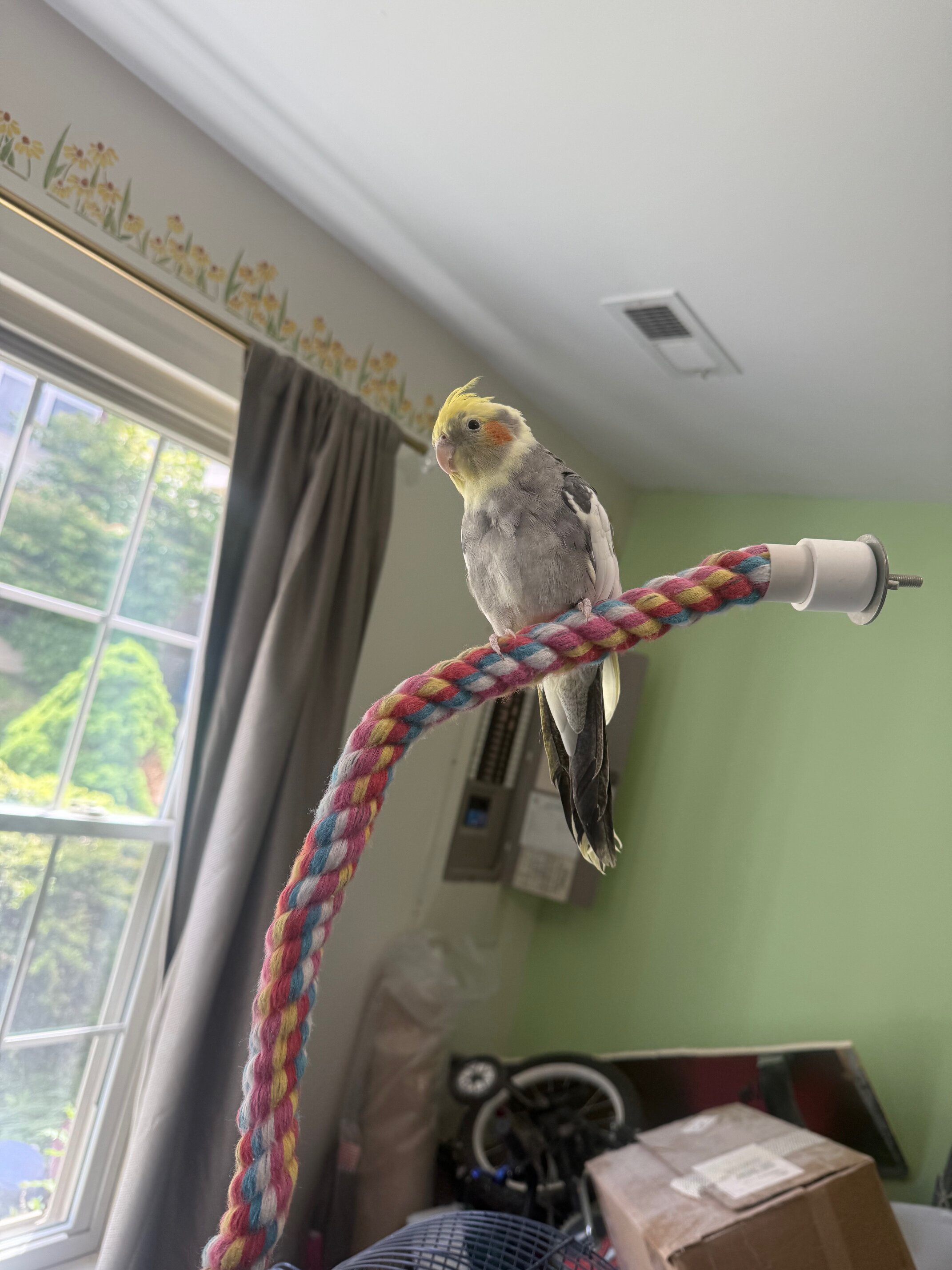 Quaker Parrot and a cockatiel image 7