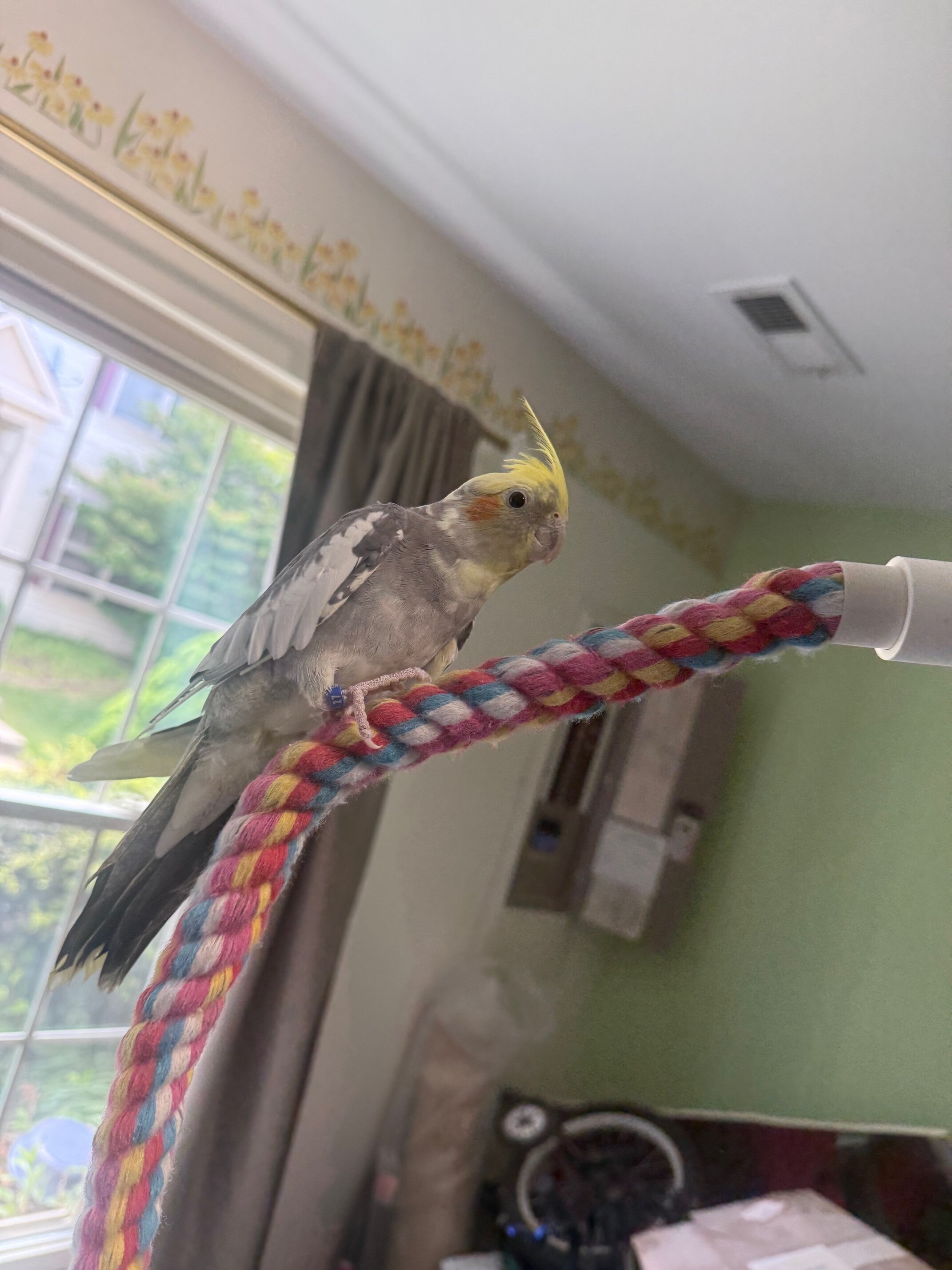 Quaker Parrot and a cockatiel image 8