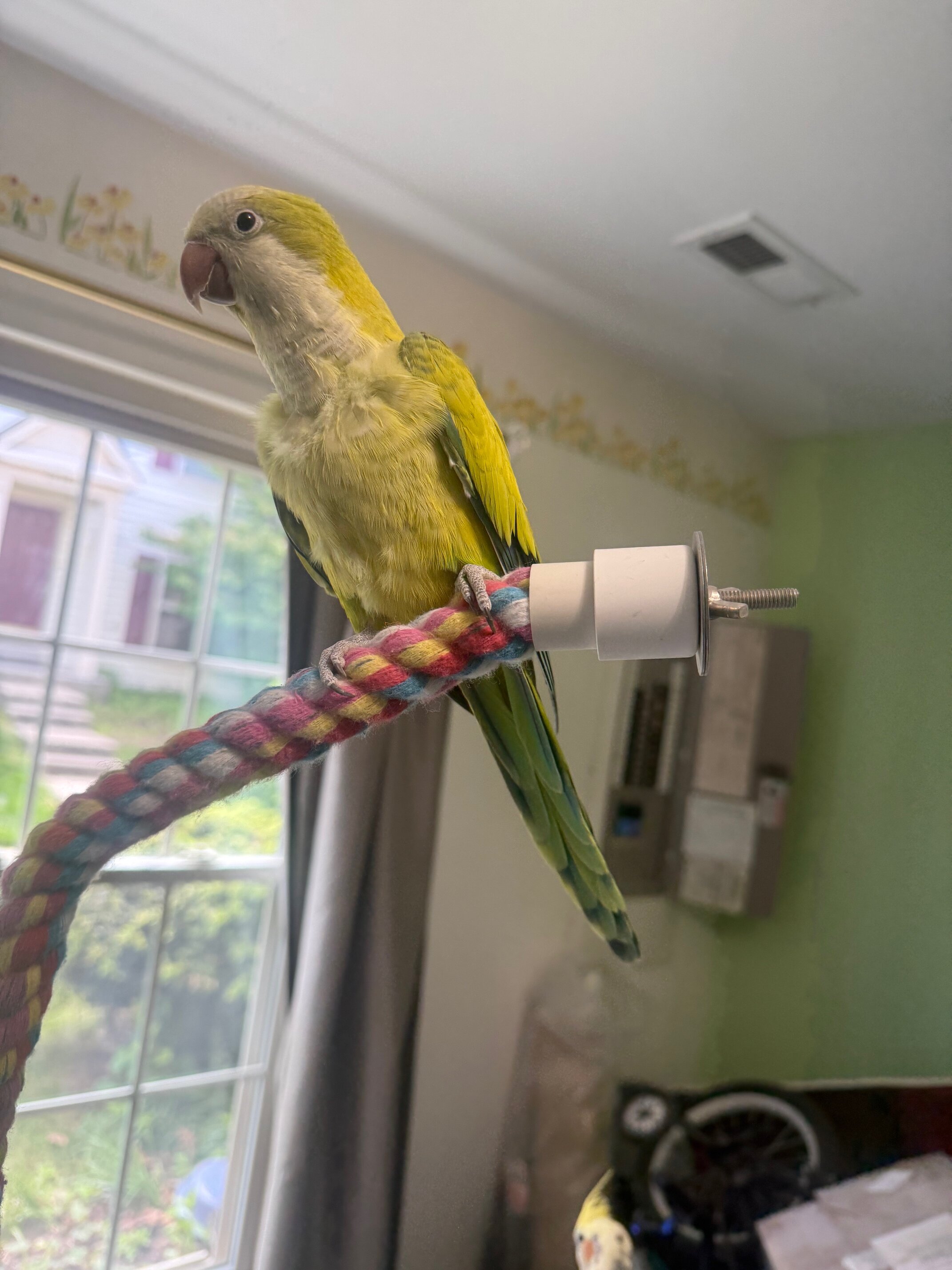 Quaker Parrot and a cockatiel image 6