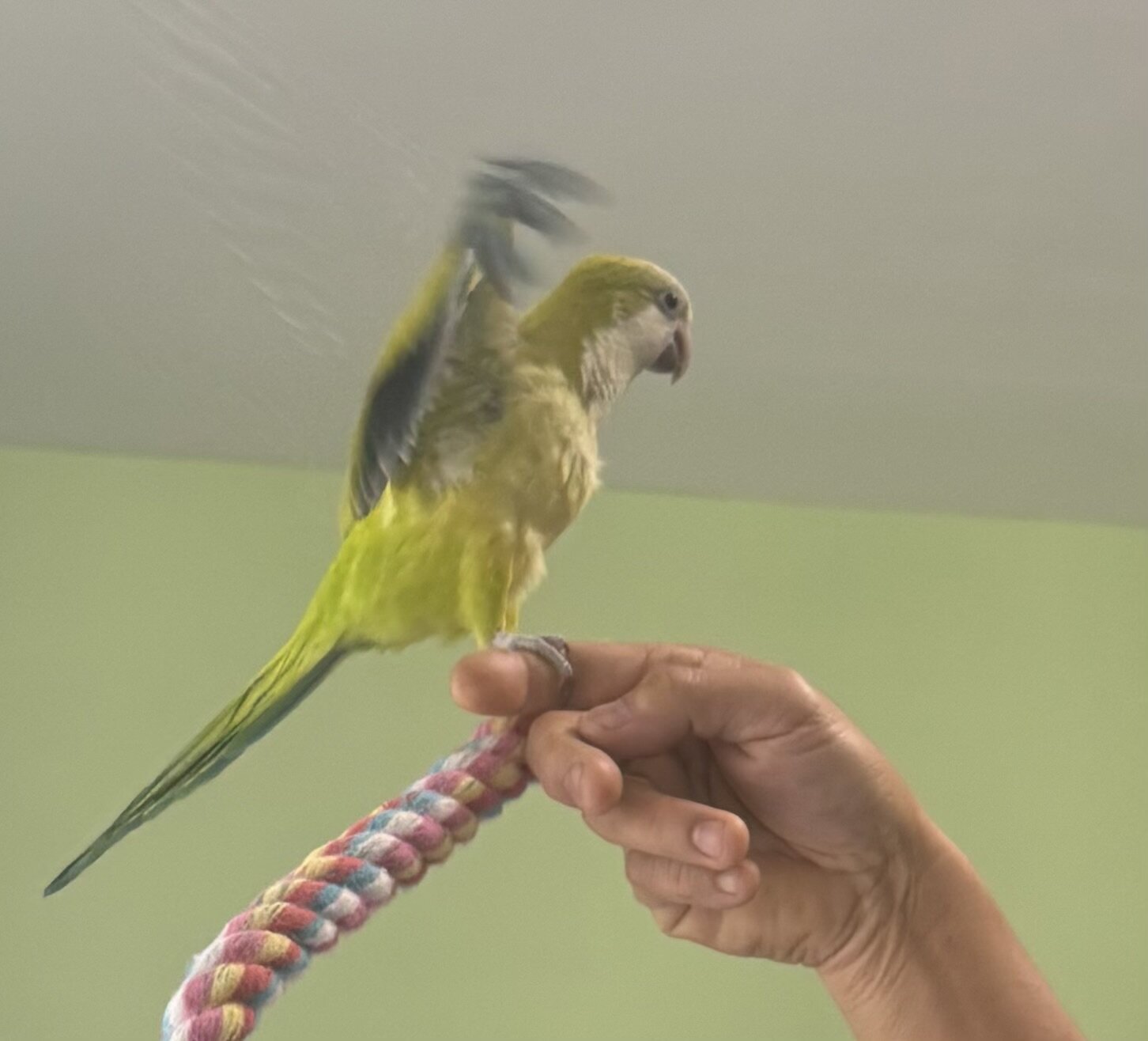 Quaker Parrot and a cockatiel image 5