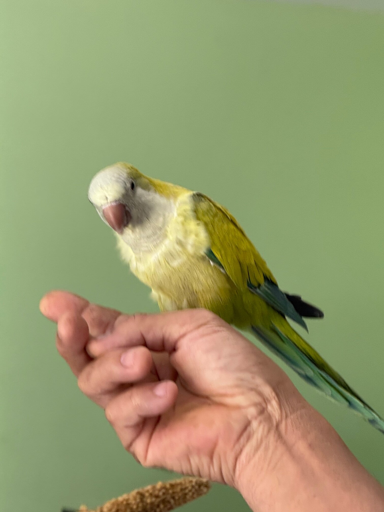 Quaker Parrot and a cockatiel image 3