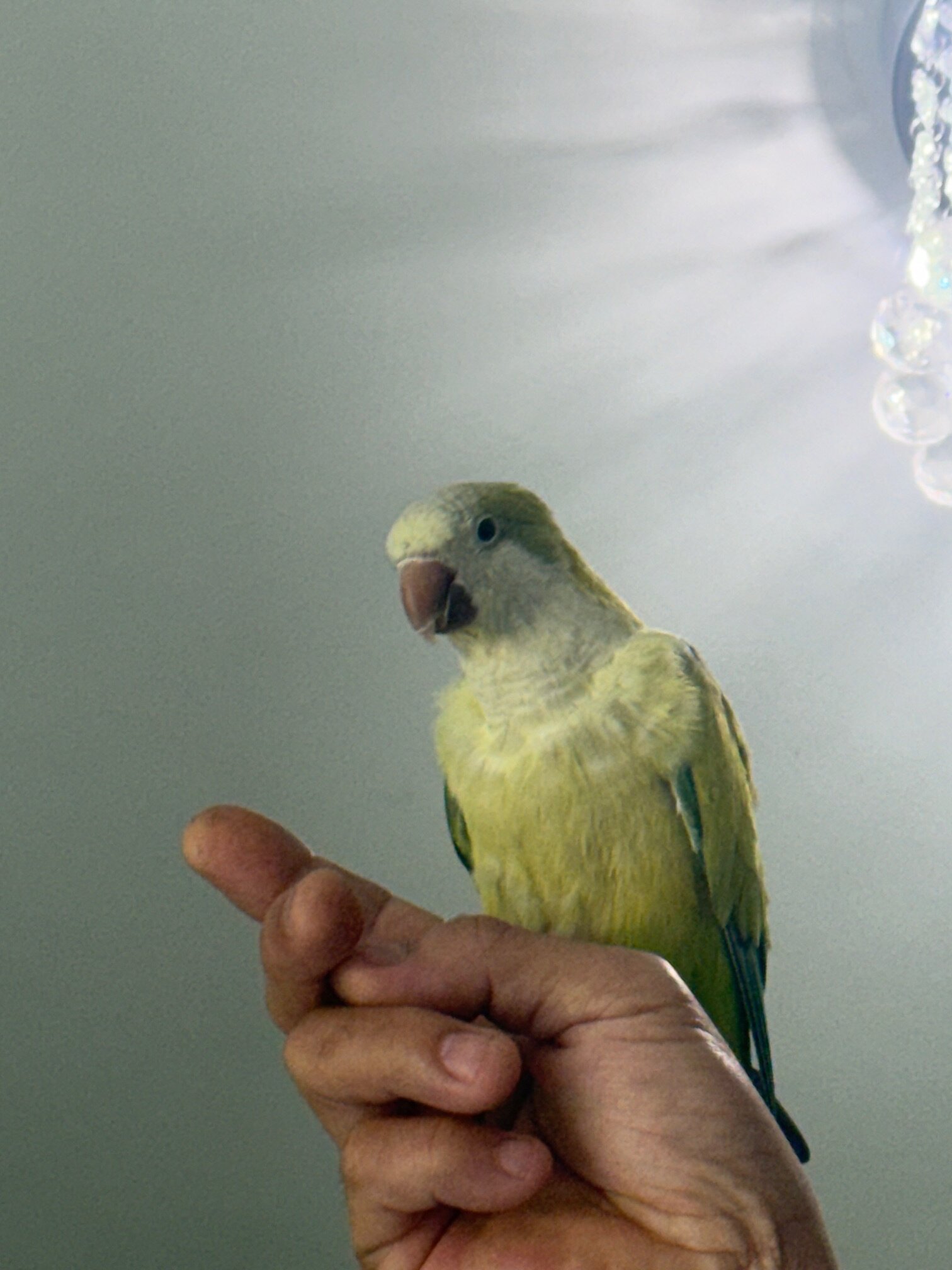 Quaker Parrot and a cockatiel image 2
