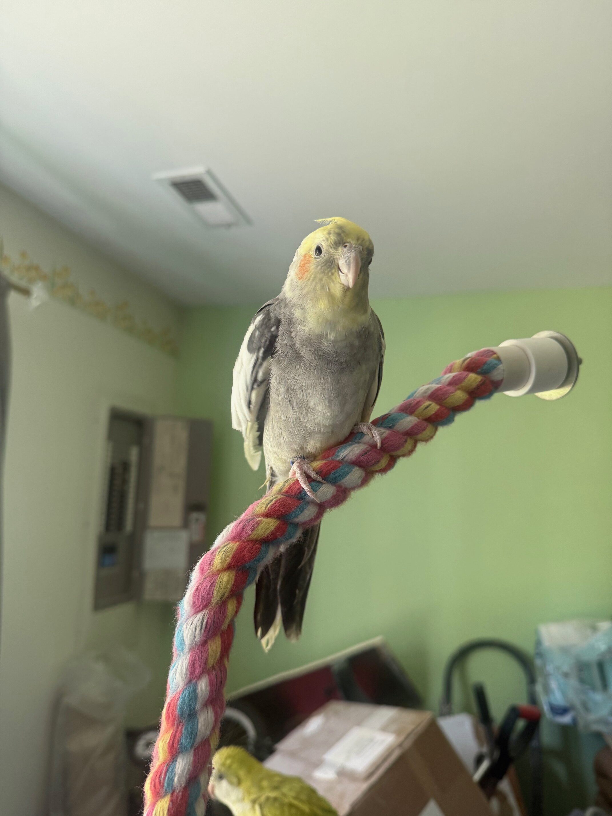 Quaker Parrot and a cockatiel image 1