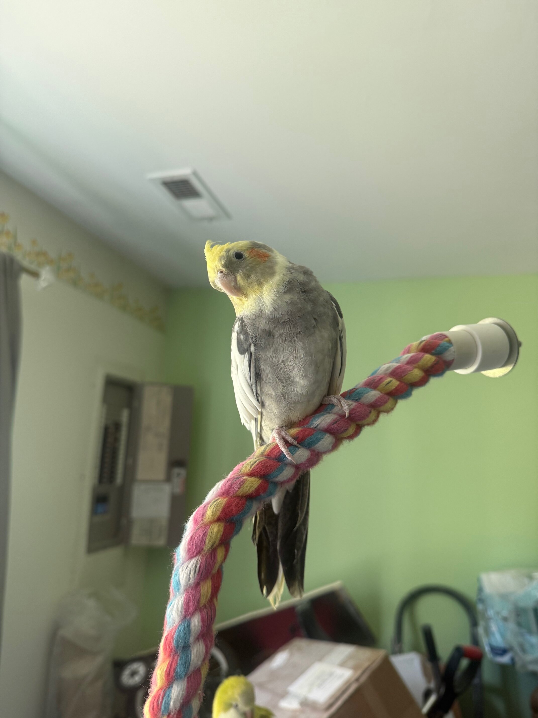 Quaker Parrot and a cockatiel image 9