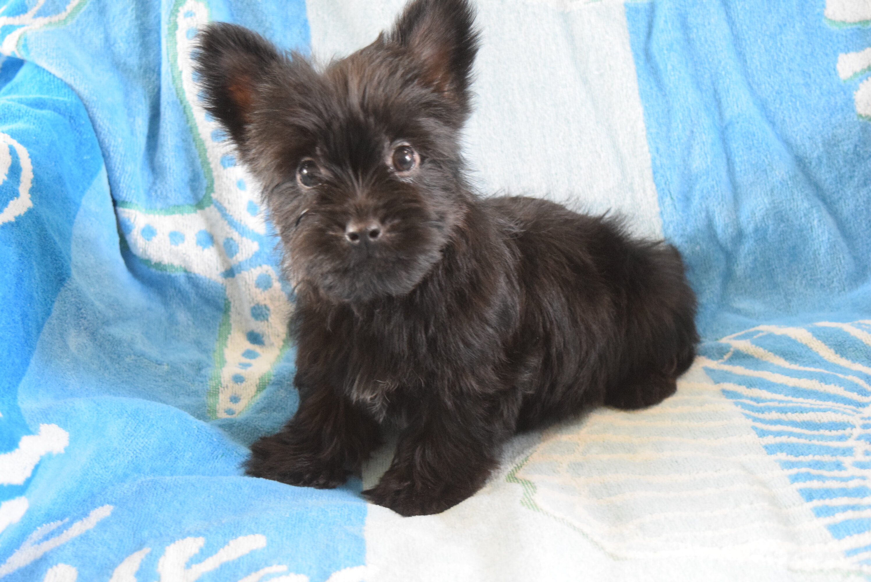 Yorkiepoo Male CKC Runner image 1