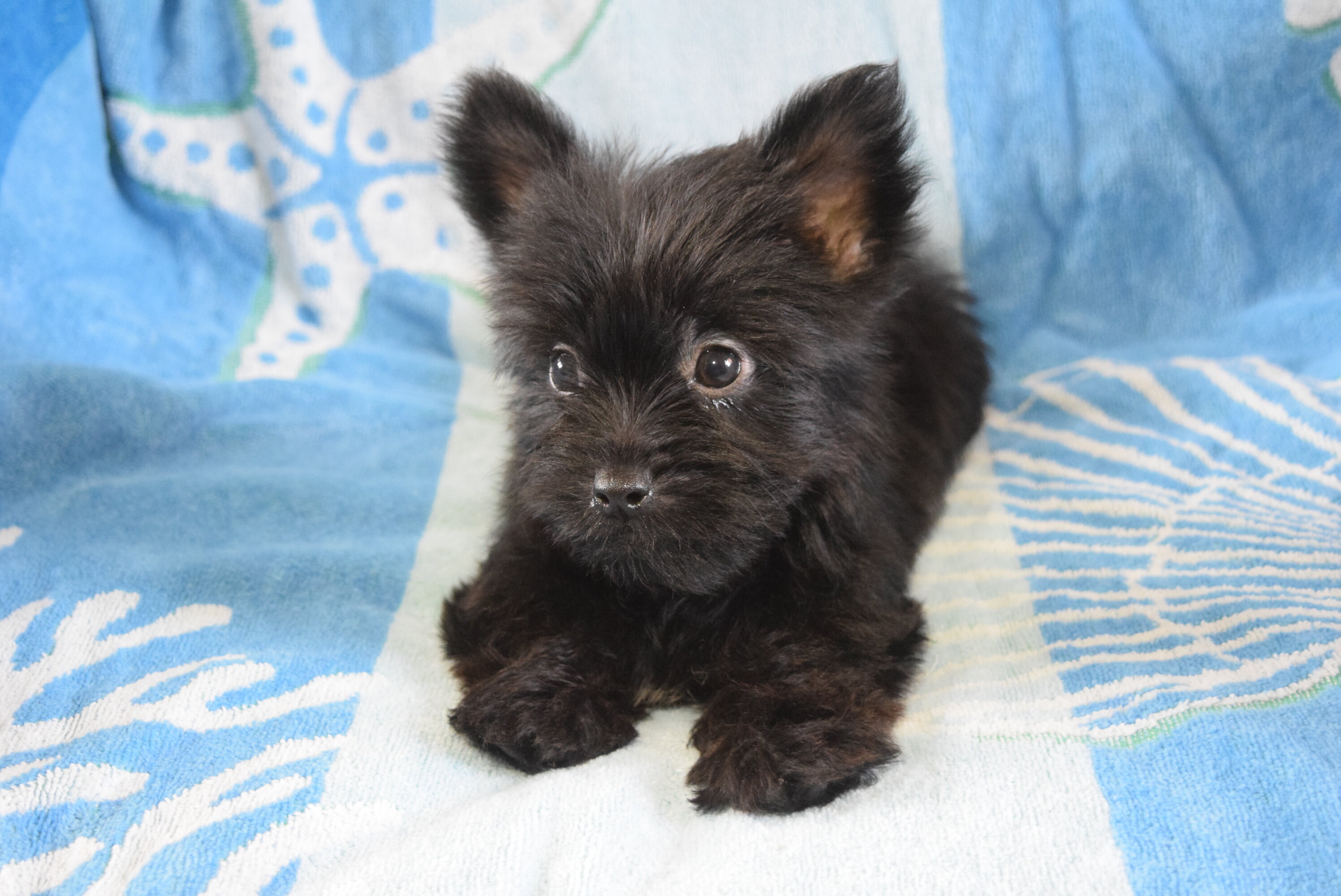 Yorkiepoo Male CKC Runner image 2