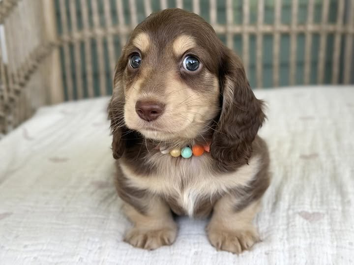 🌸 COCO – Female Miniature Dachshund Puppy image 4