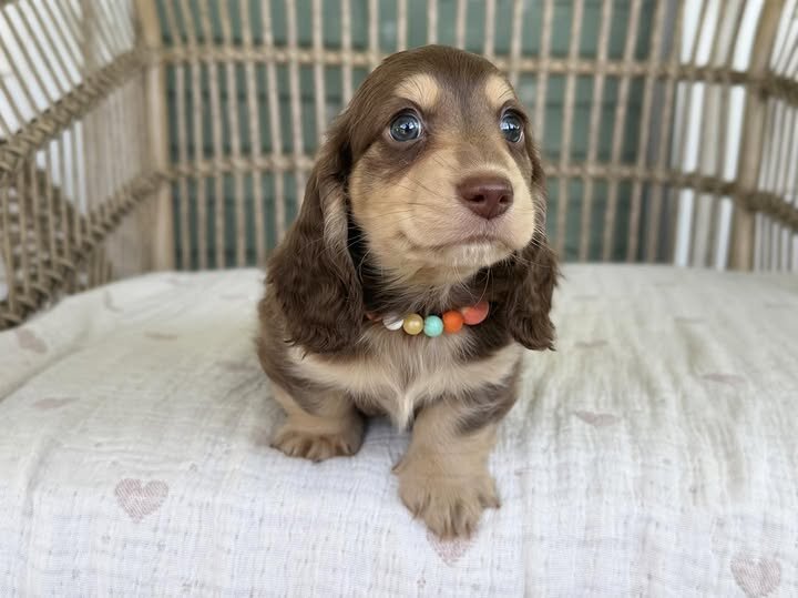 🌸 COCO – Female Miniature Dachshund Puppy image 5