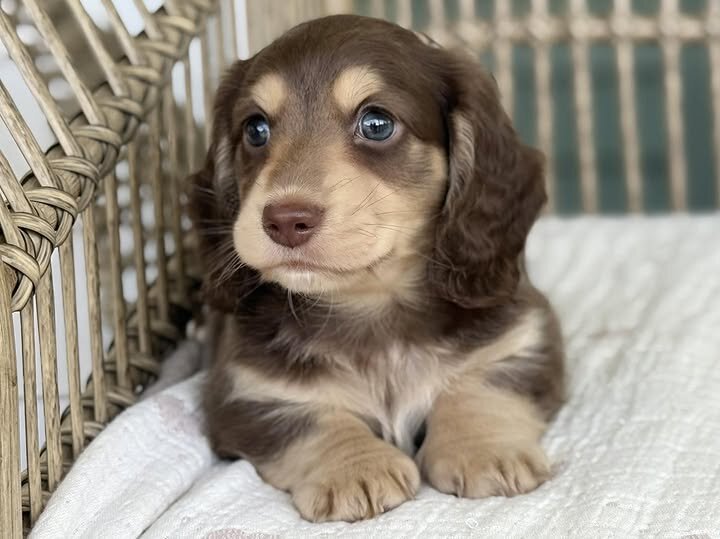🌸 COCO – Female Miniature Dachshund Puppy image 1