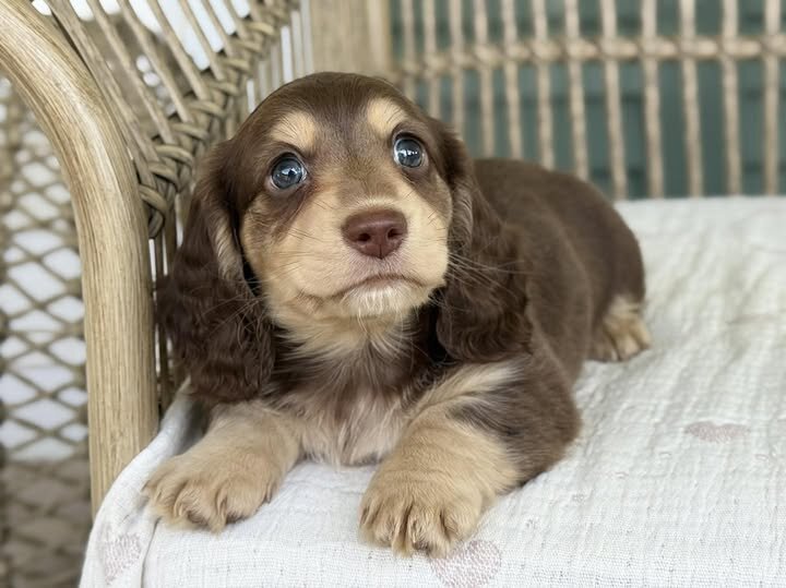 🌸 COCO – Female Miniature Dachshund Puppy image 2