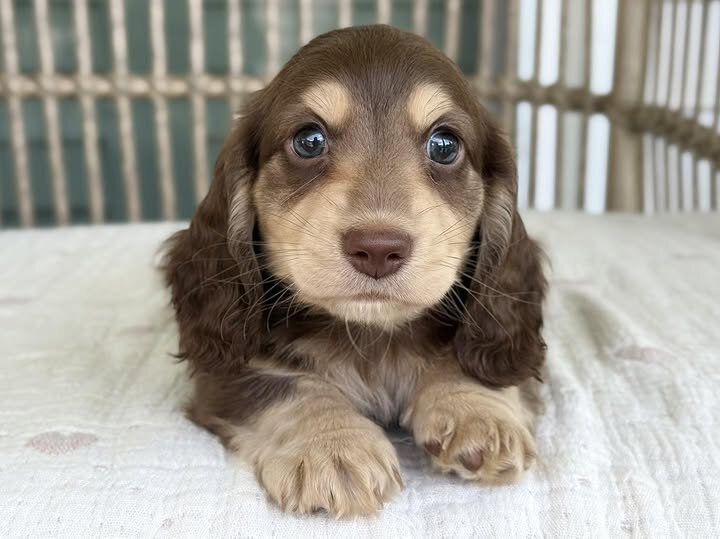 🌸 COCO – Female Miniature Dachshund Puppy image 3