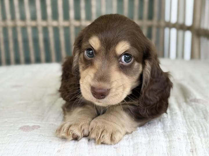 🌸 COCO – Female Miniature Dachshund Puppy image 6