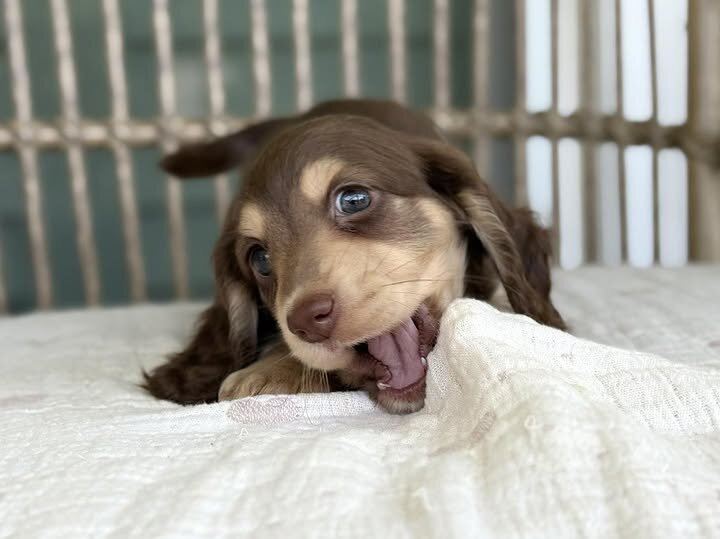 🌸 COCO – Female Miniature Dachshund Puppy image 7