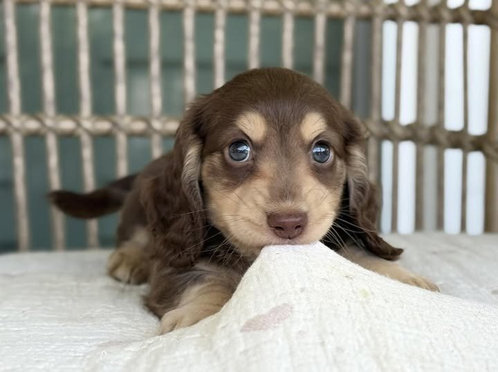 🌸 COCO – Female Miniature Dachshund Puppy image 8