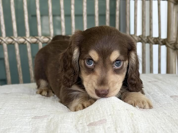 🌸 COCO – Female Miniature Dachshund Puppy image 9
