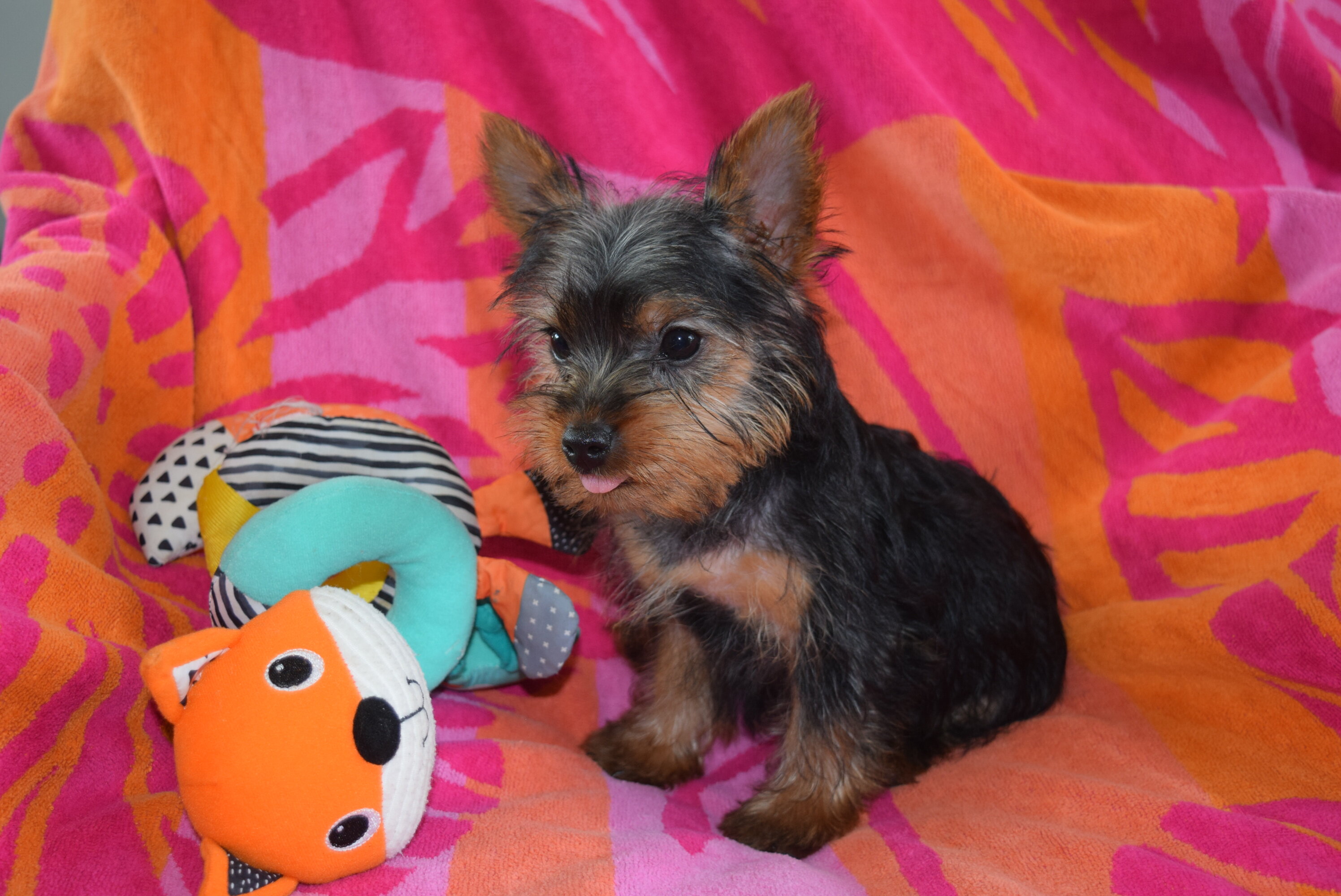 CKC Female Yorkie- ROSE image 4