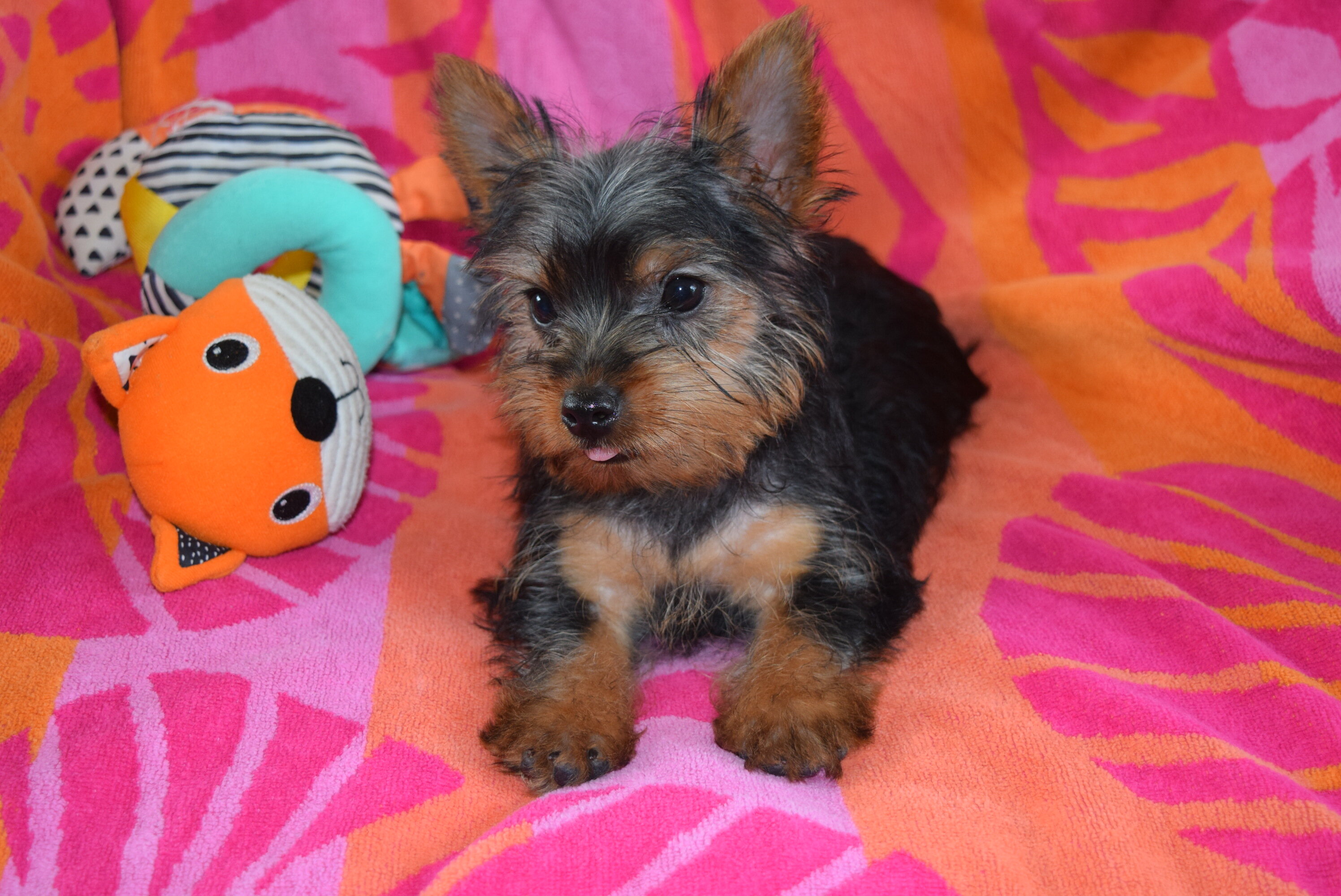 CKC Female Yorkie- ROSE image 3