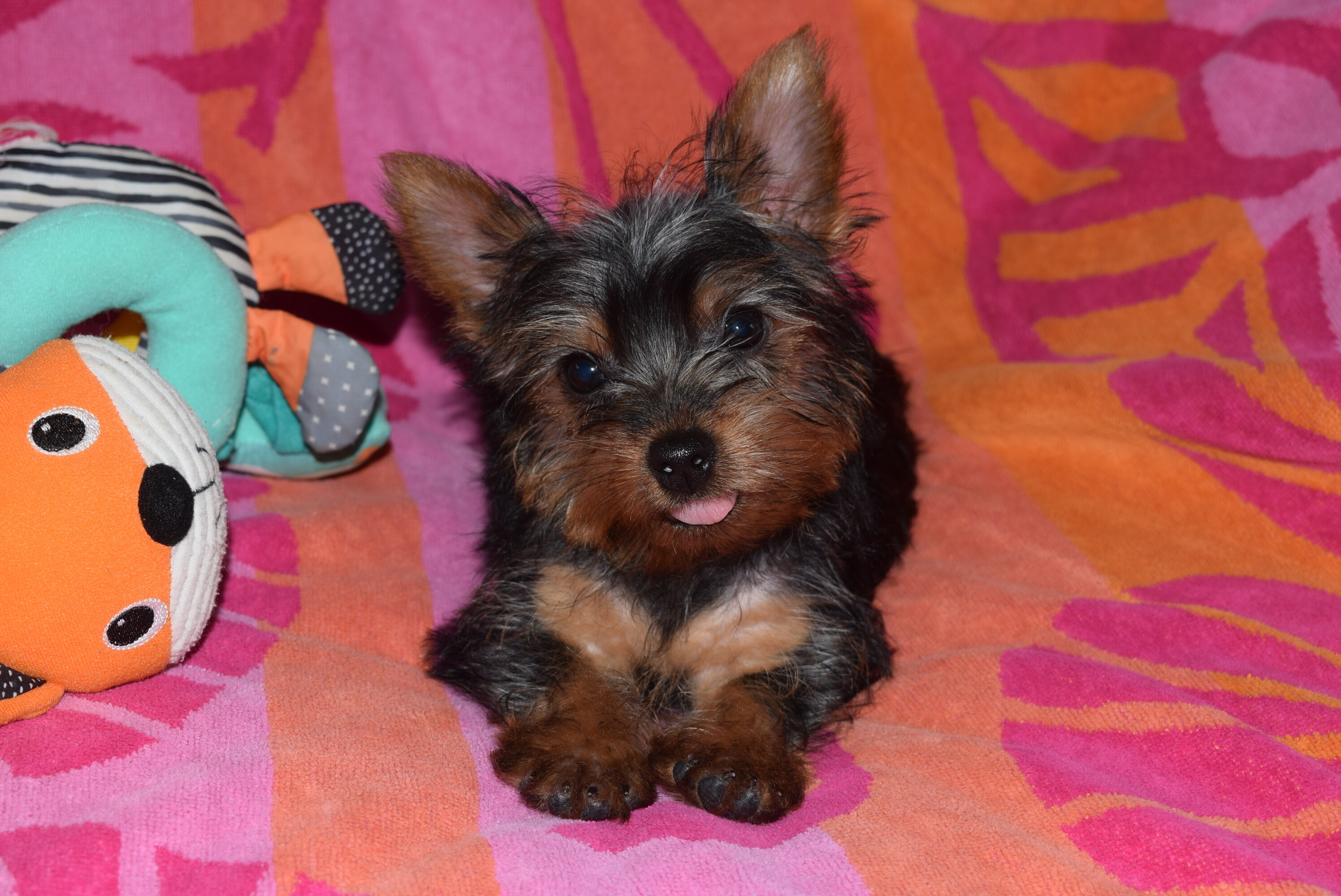 CKC Female Yorkie- ROSE image 5