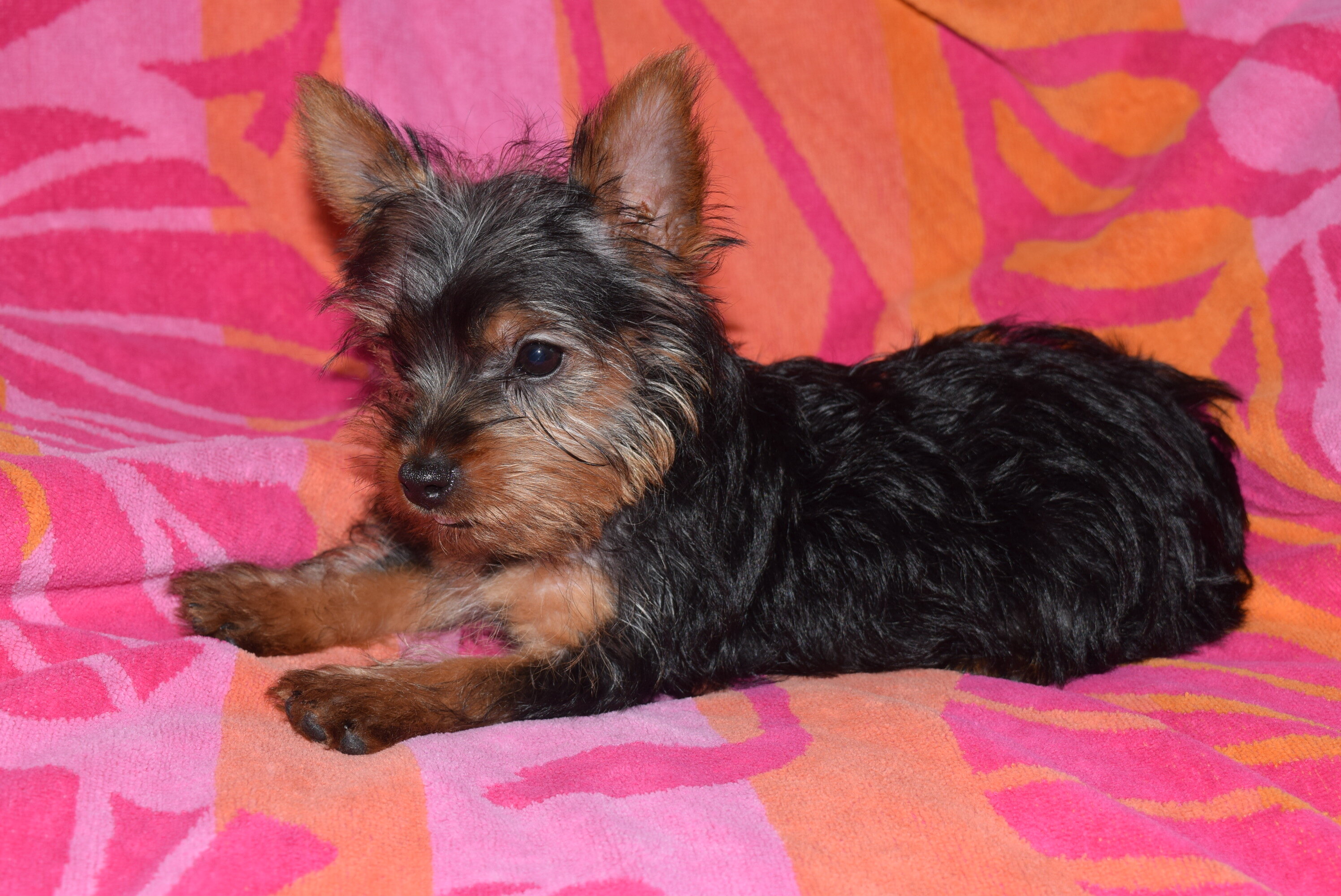 CKC Female Yorkie- ROSE image 1