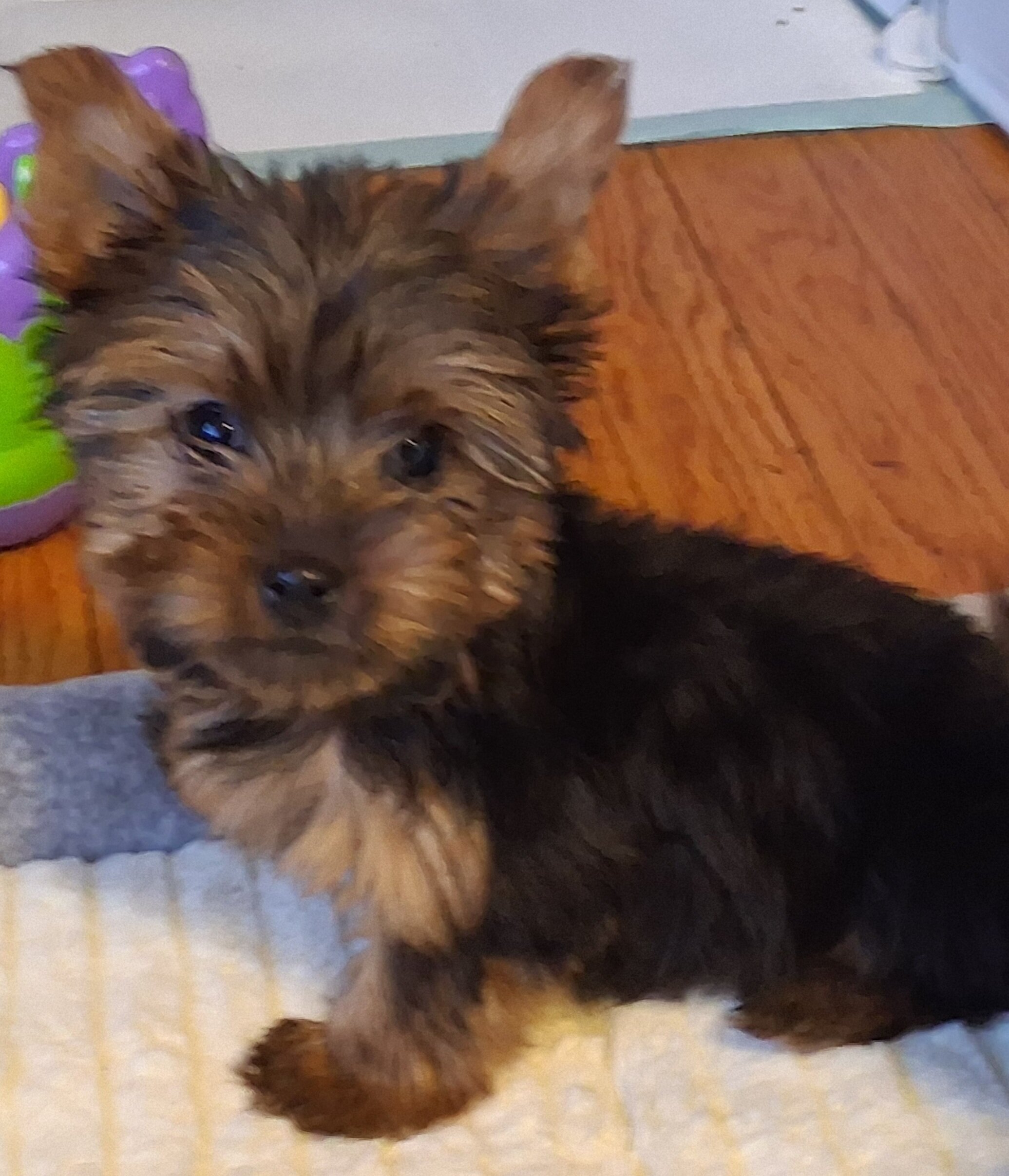 Tiny tiny yorkie image 1