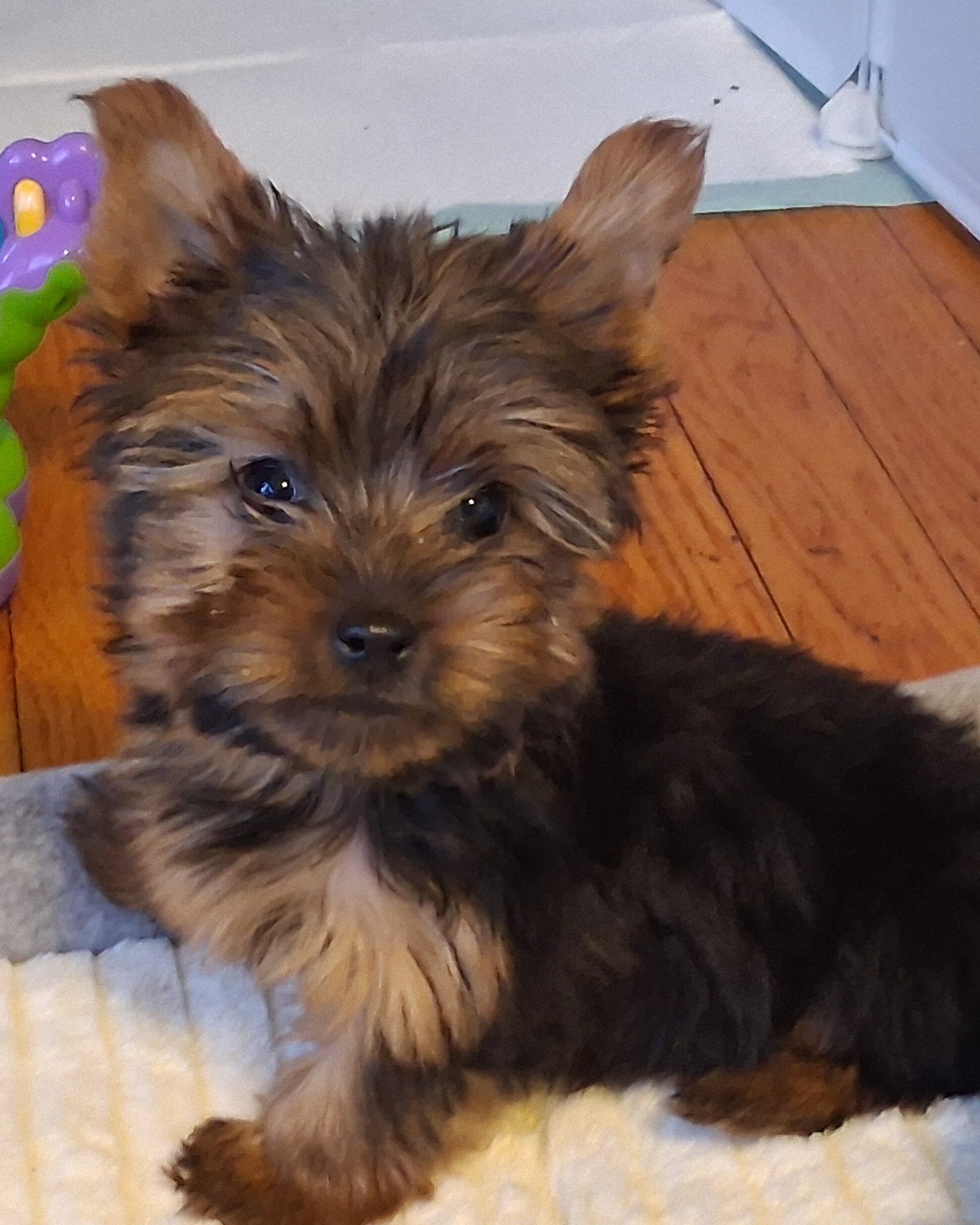 Tiny tiny yorkie image 2