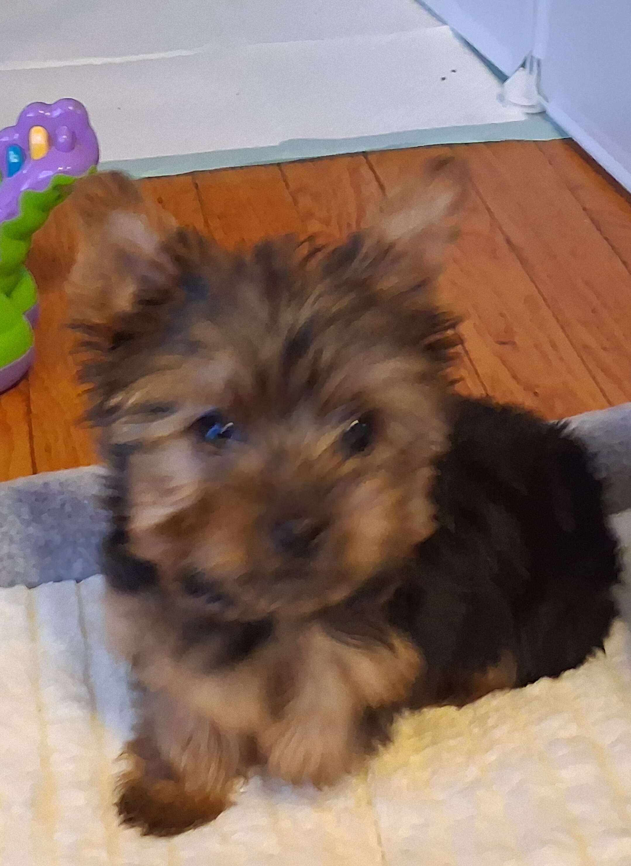 Tiny tiny yorkie image 3