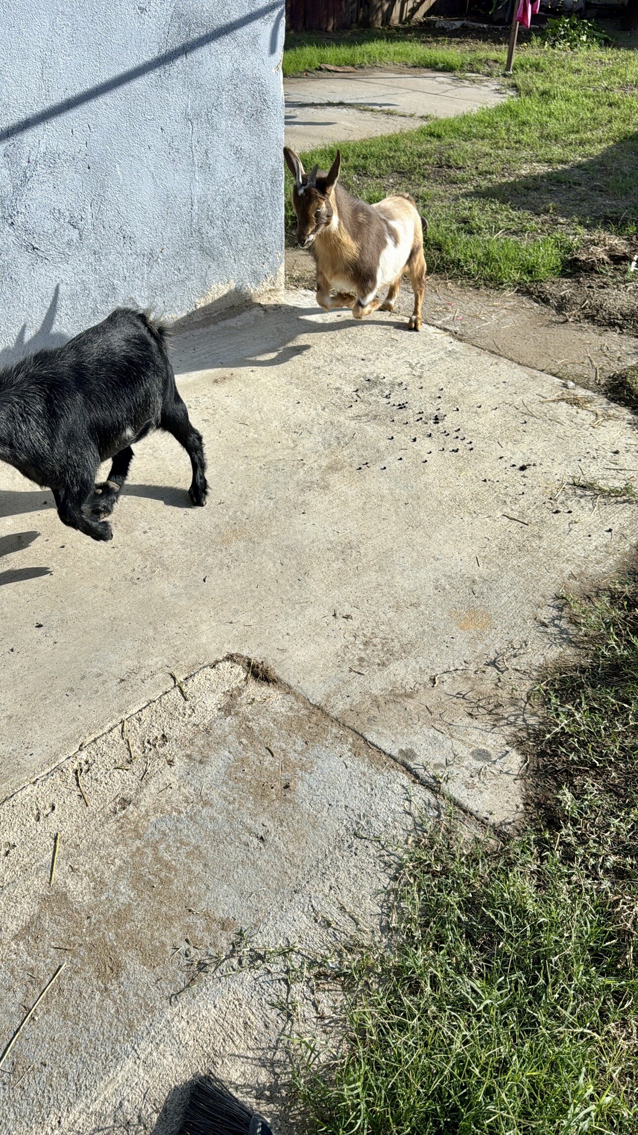 2 Goats image 2