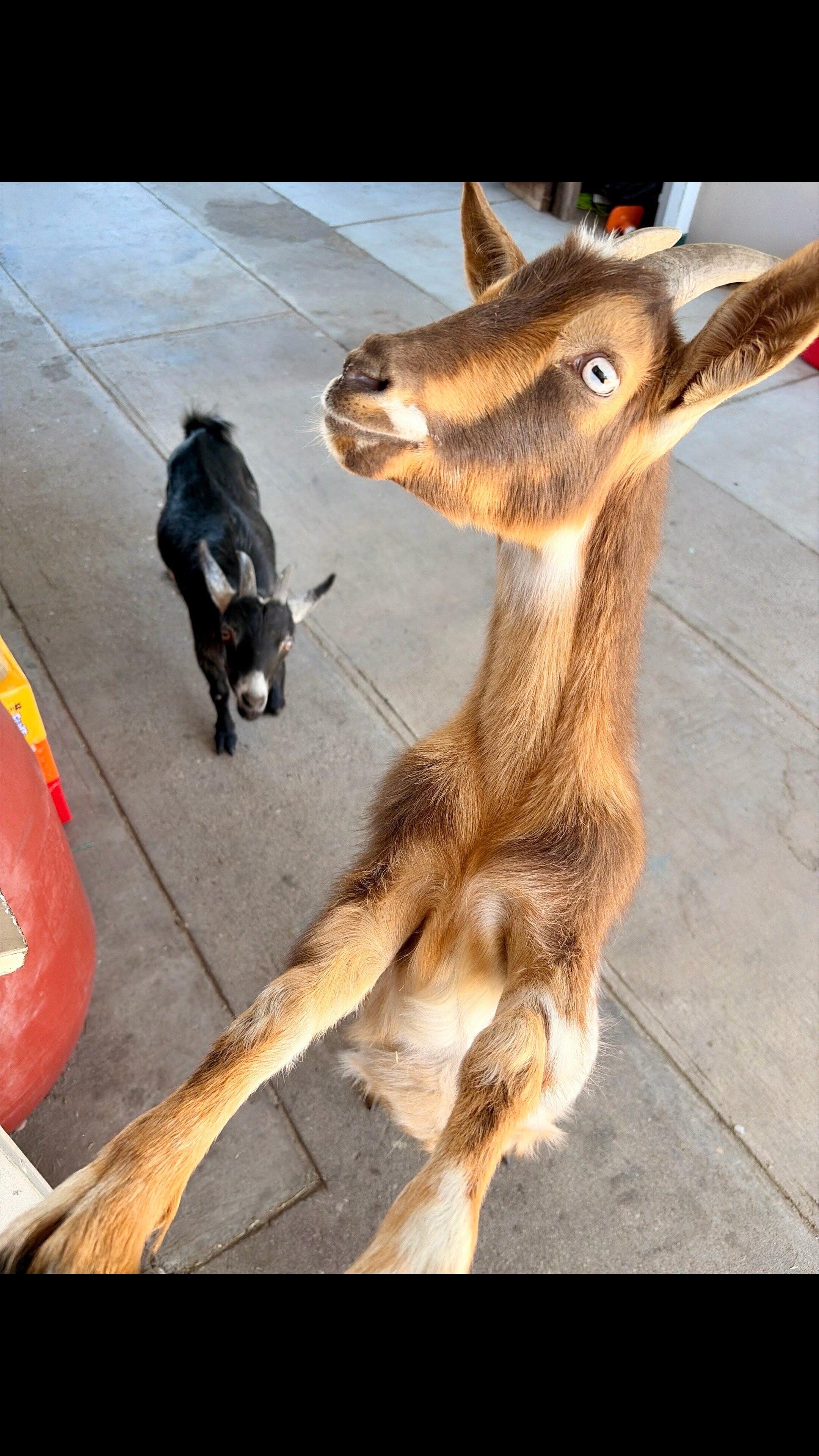 2 Goats image 4