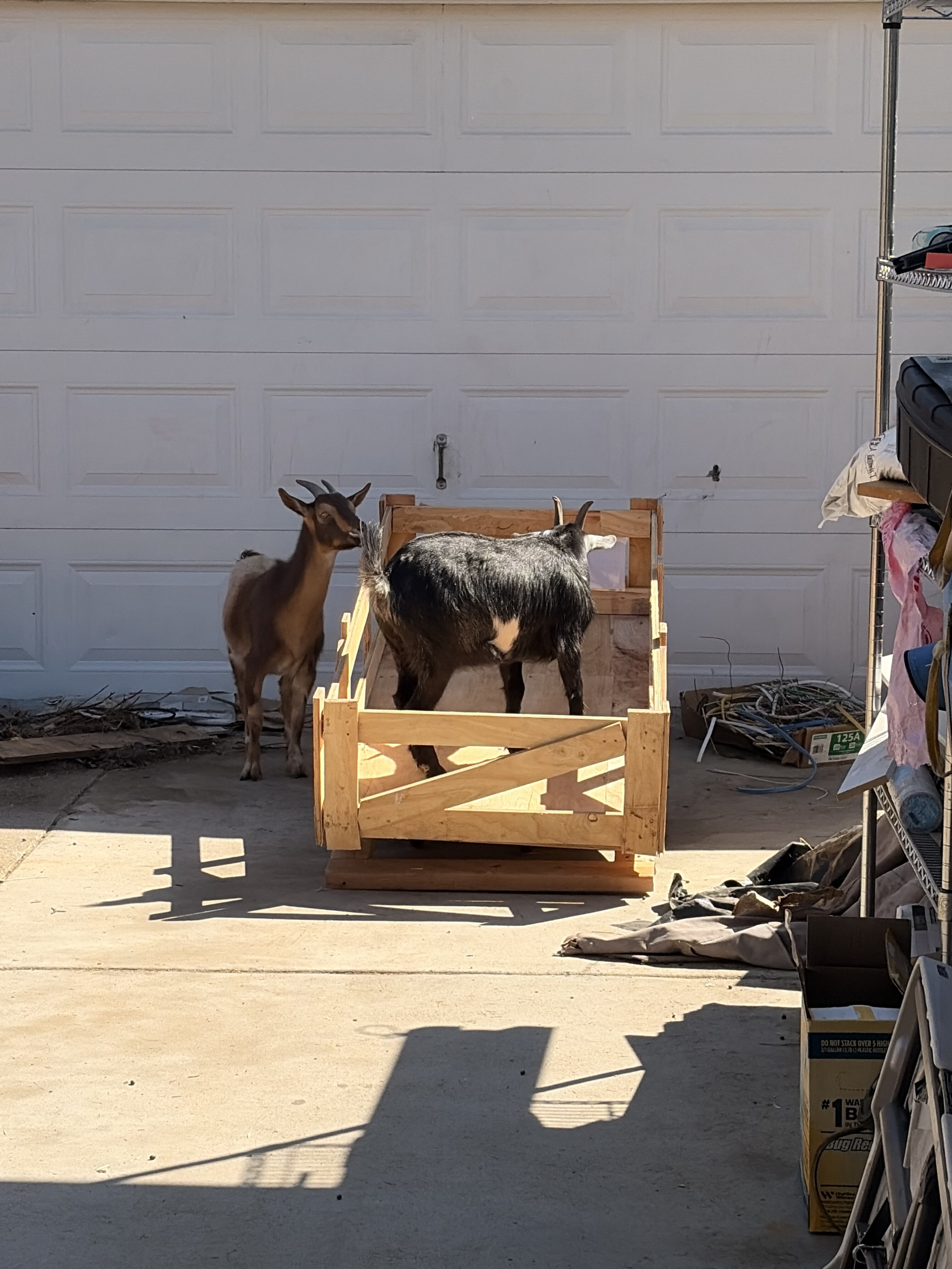 2 Goats image 3