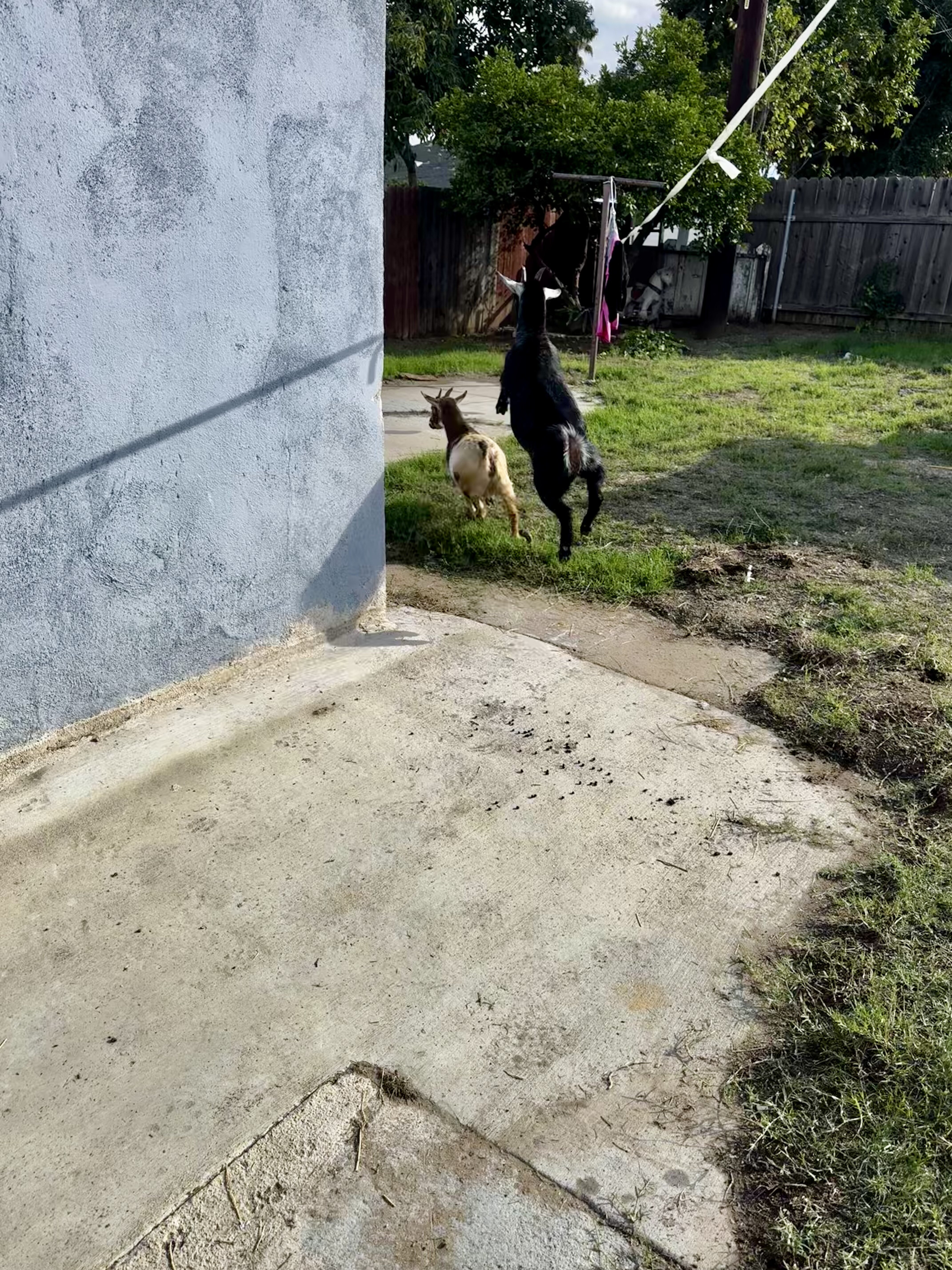 2 Goats image 1