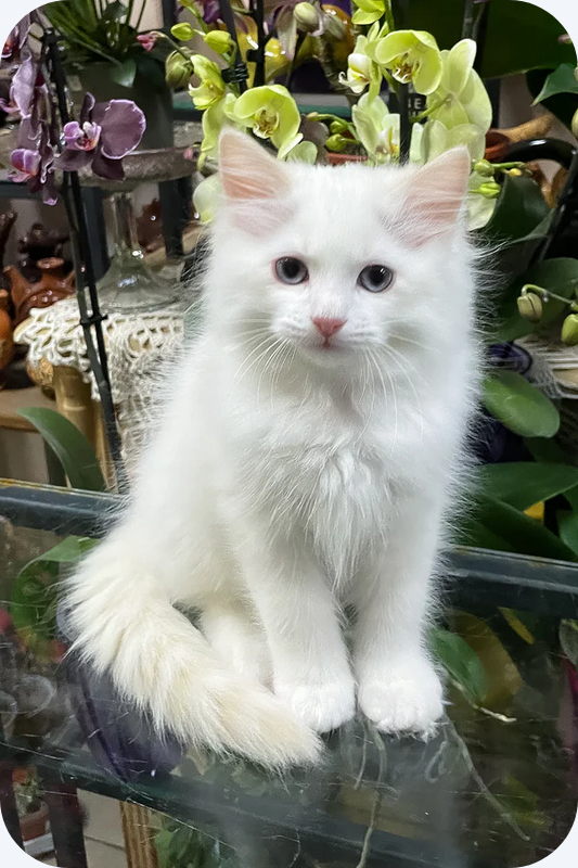 Male Ragdoll Kitten image 1