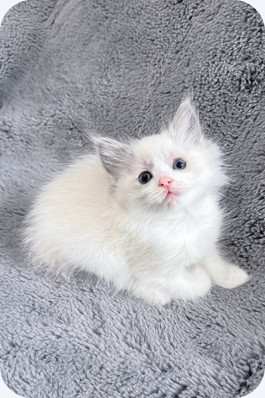 Bicolor Ragdoll Girl image 1