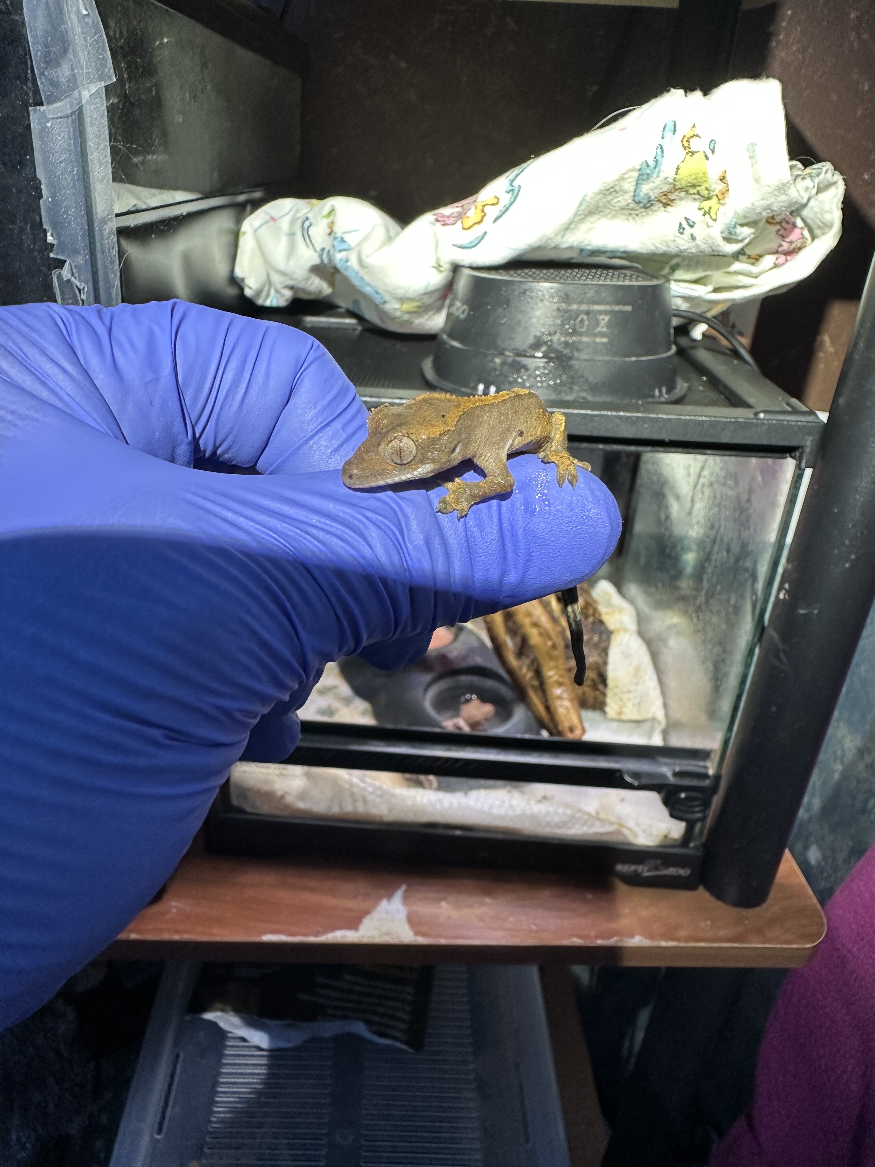 Baby Crested Geckos image 7