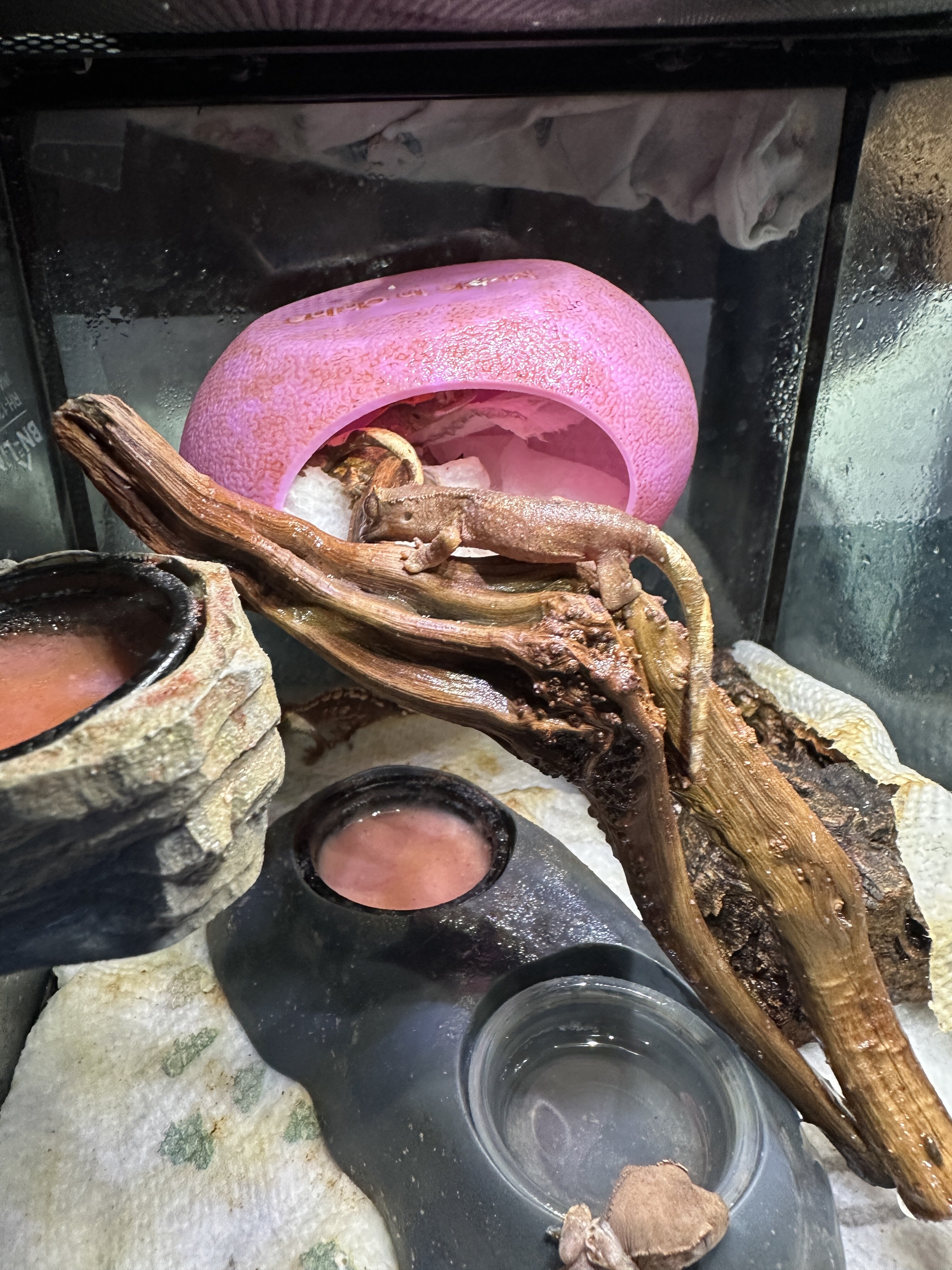 Baby Crested Geckos image 8