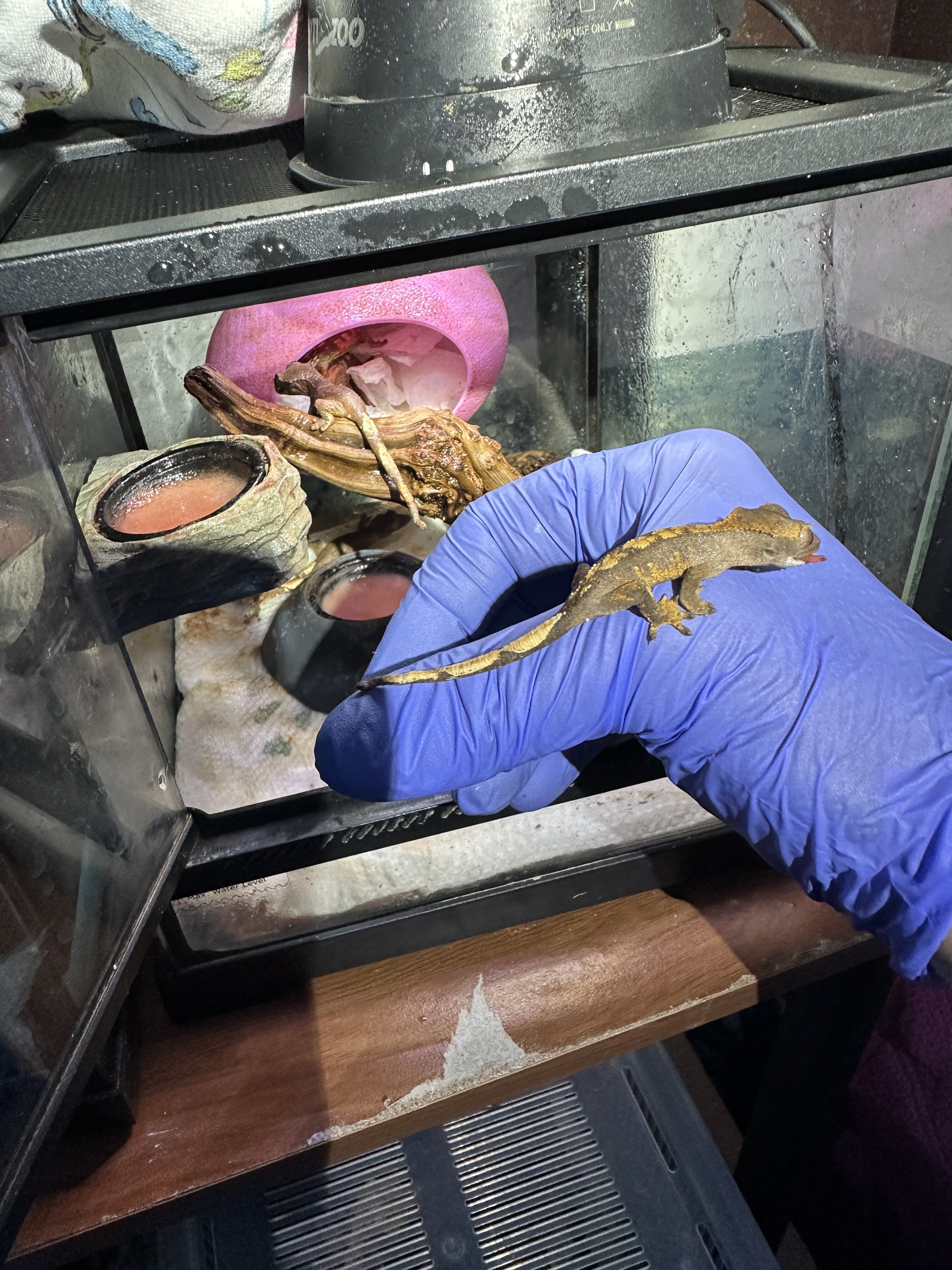 Baby Crested Geckos image 6