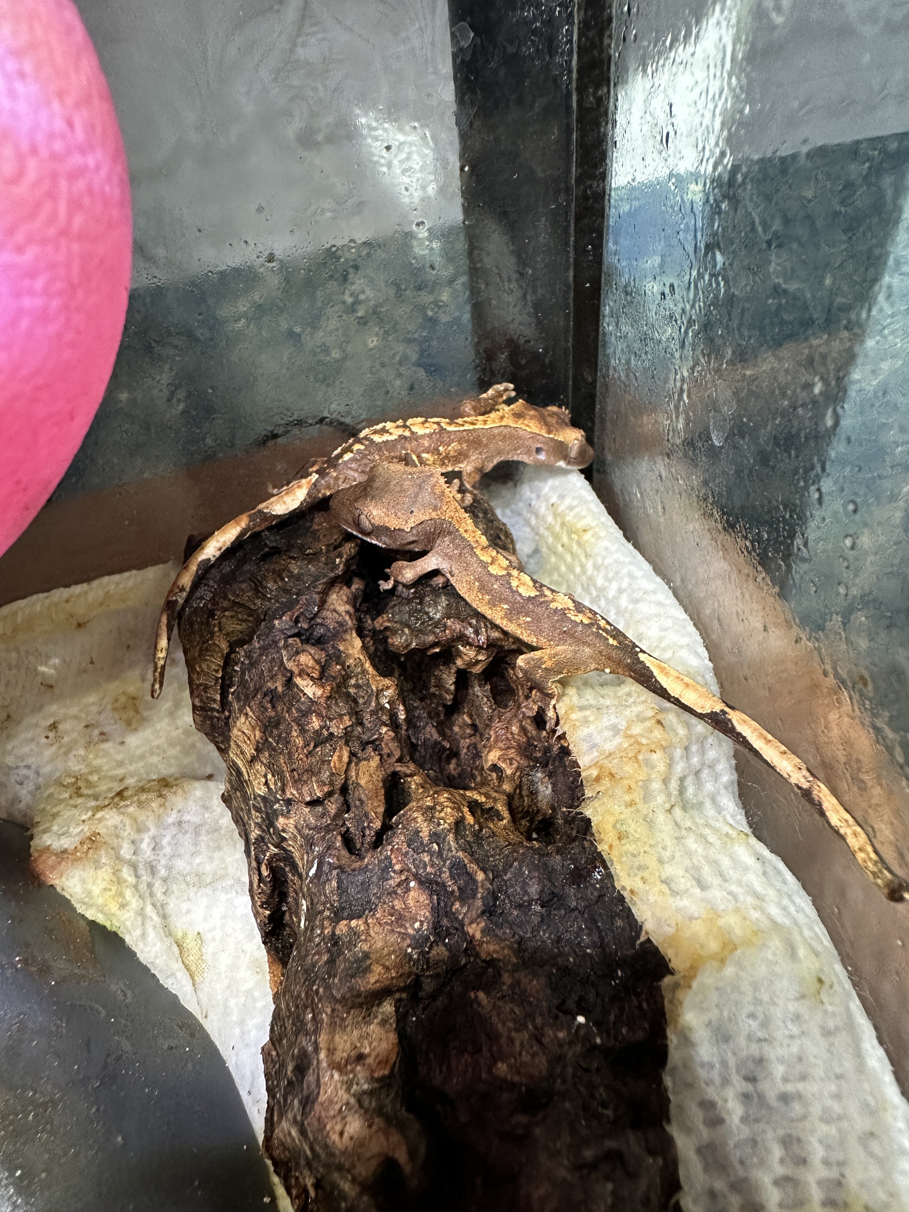 Baby Crested Geckos image 5