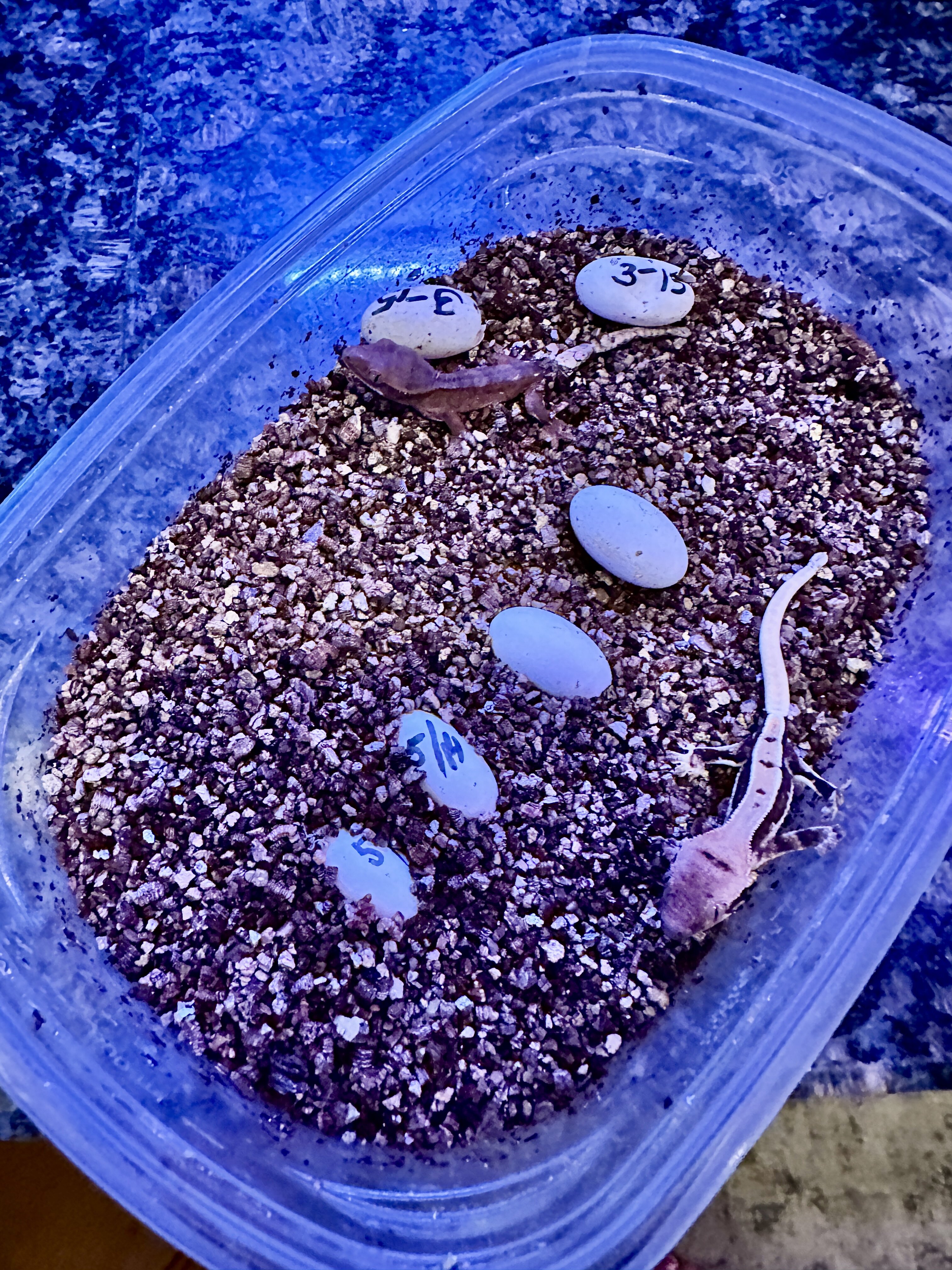 Baby Crested Geckos image 3