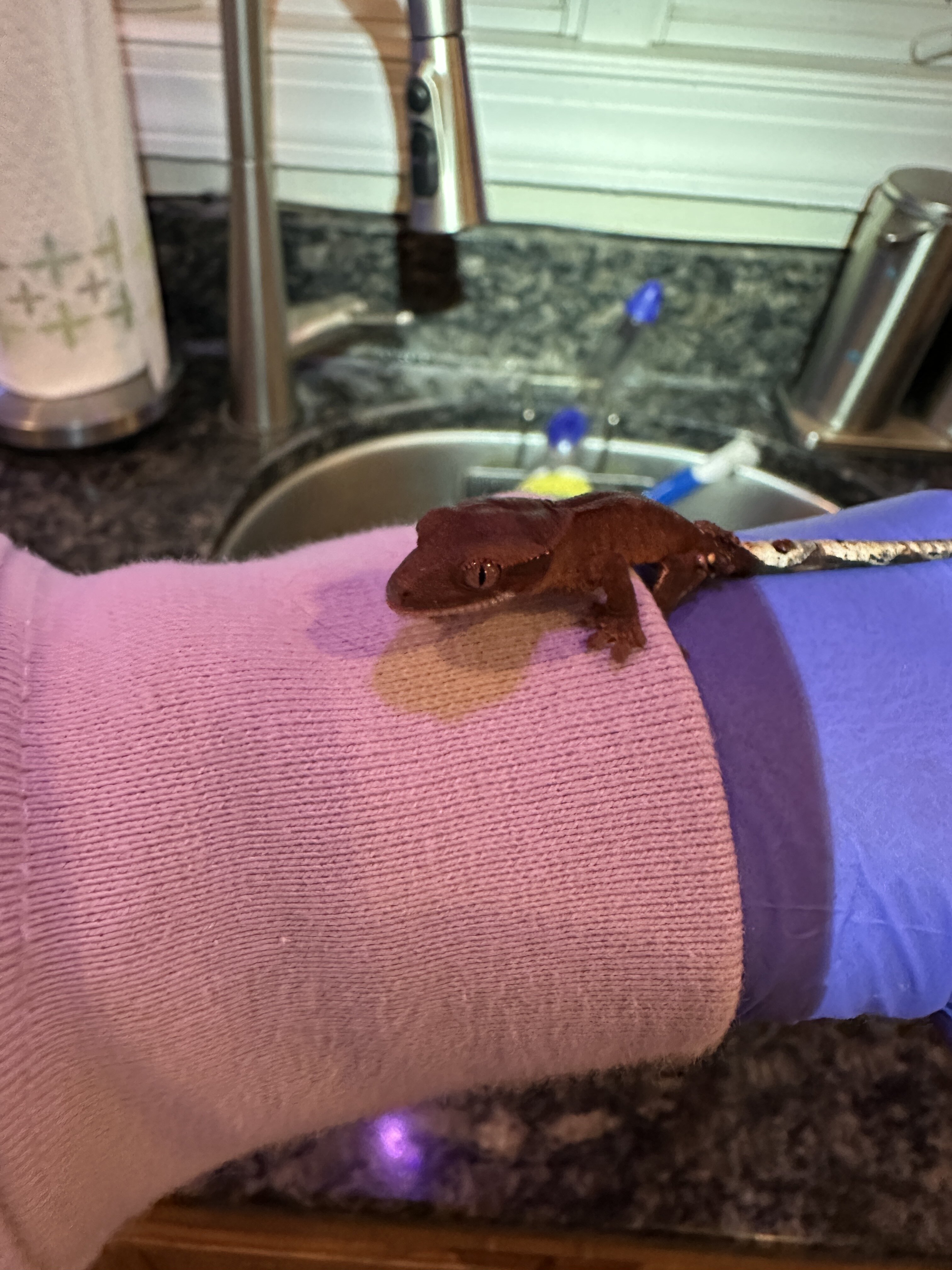 Baby Crested Geckos image 4