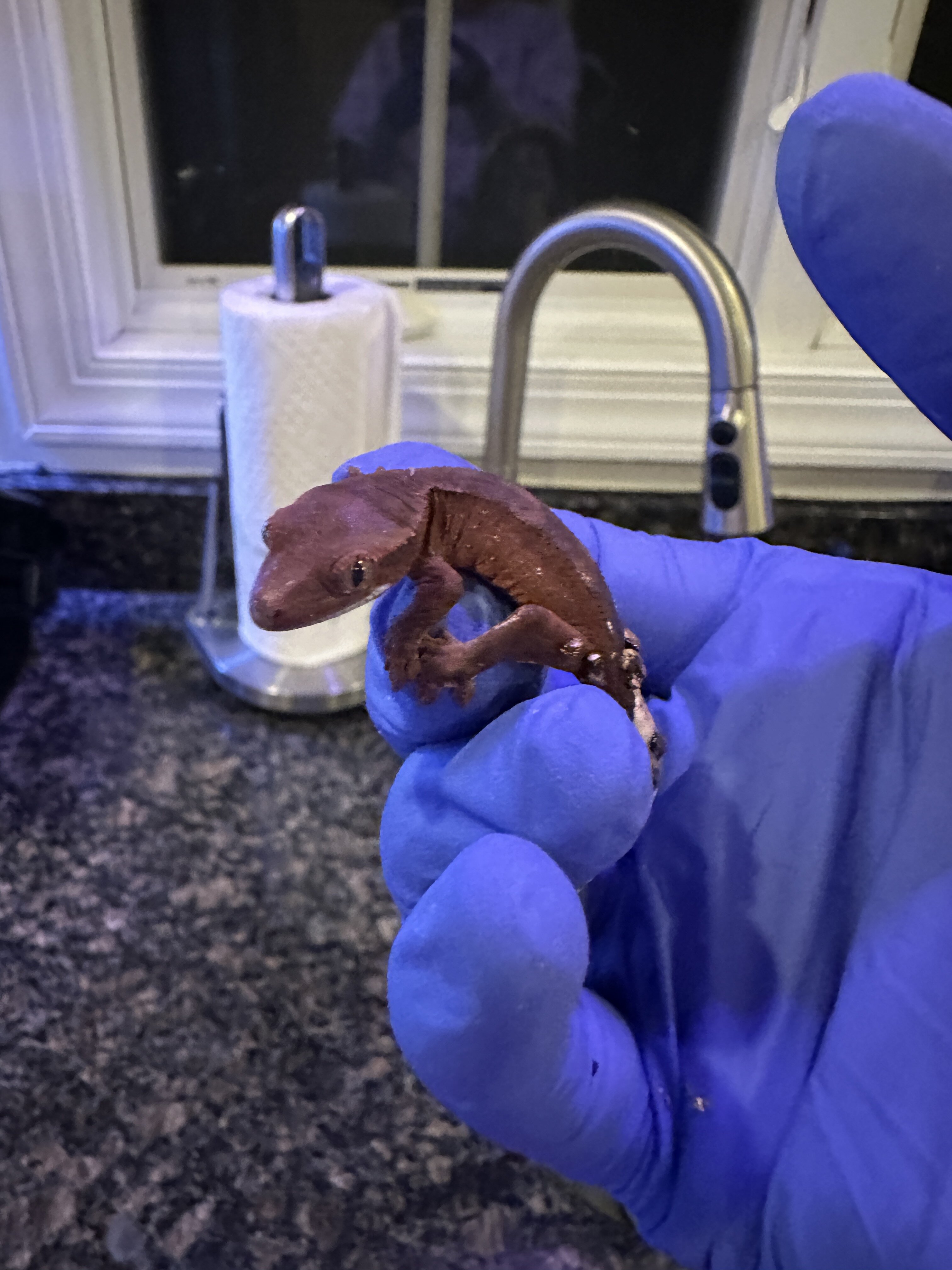 Baby Crested Geckos image 2