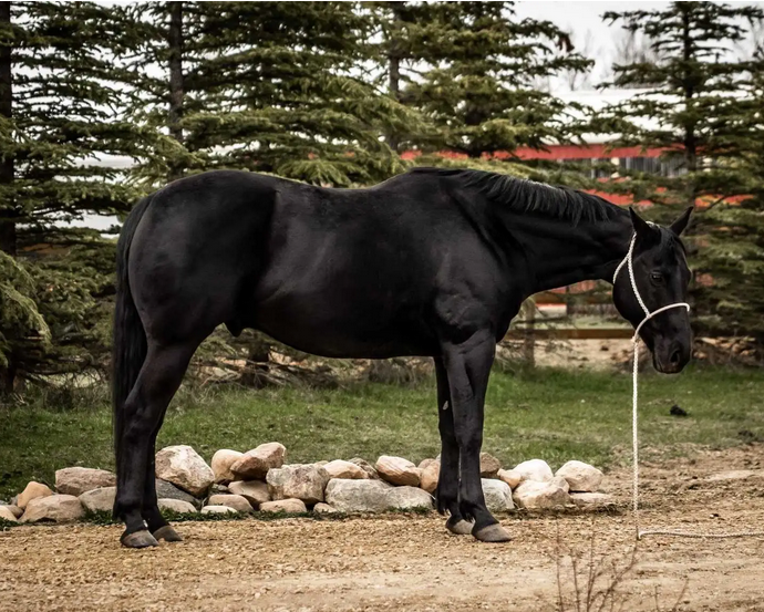 Fancy Broke Qh Gelding image 1