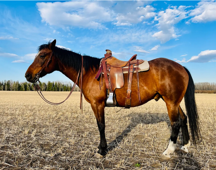 REG. QH Gelding image 1