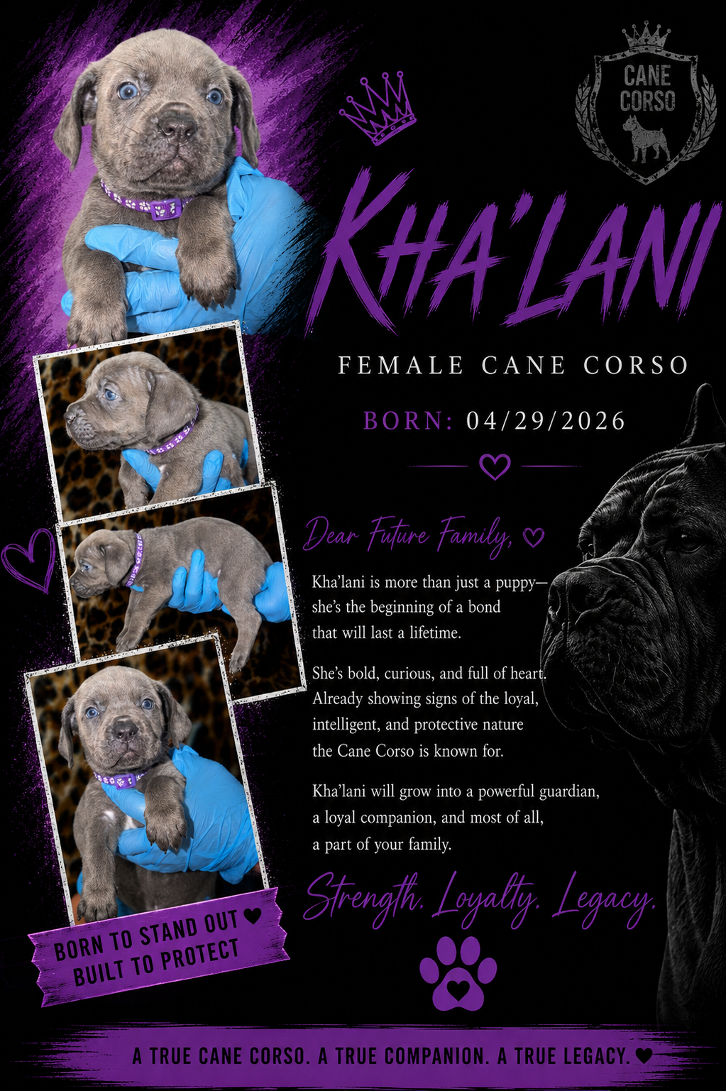 Cane Corso Puppiesss image 2
