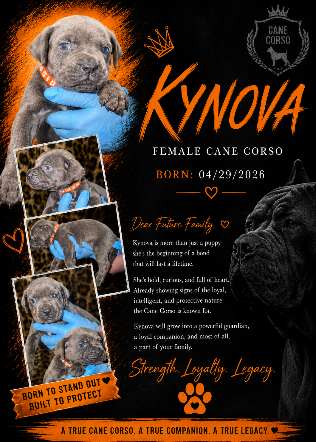 Cane Corso Puppiesss image 7