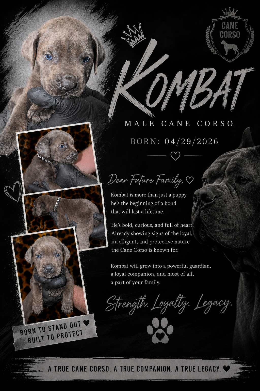 Cane Corso Puppiesss image 5