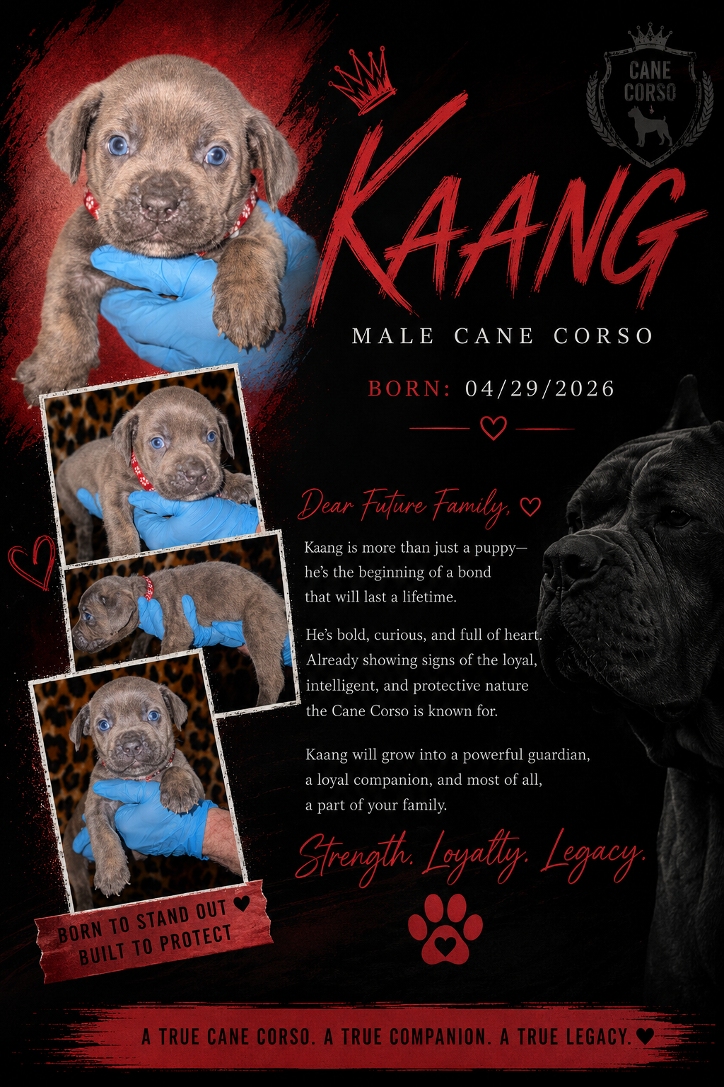 Cane Corso Puppiesss image 6