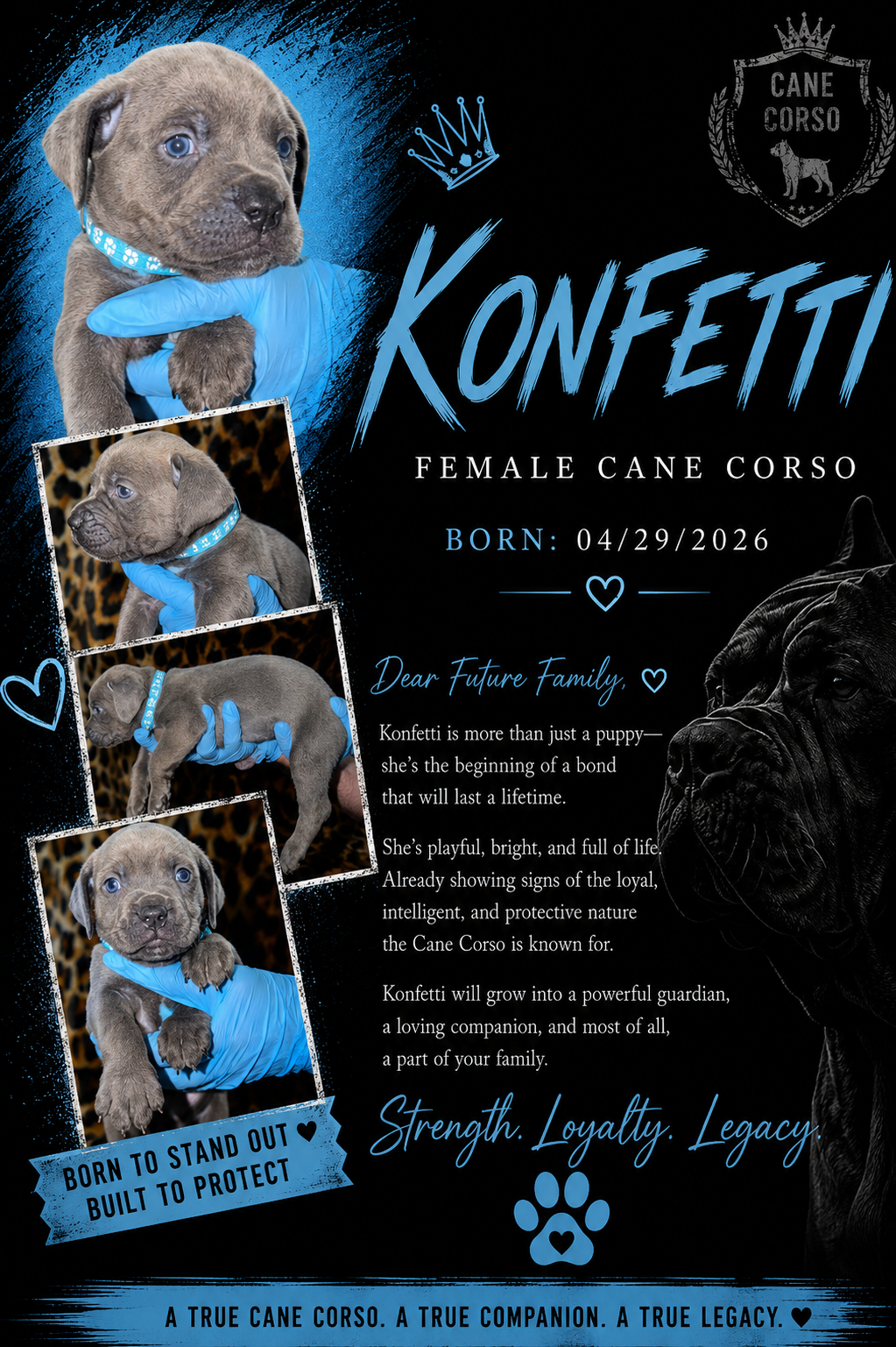 Cane Corso Puppiesss image 8