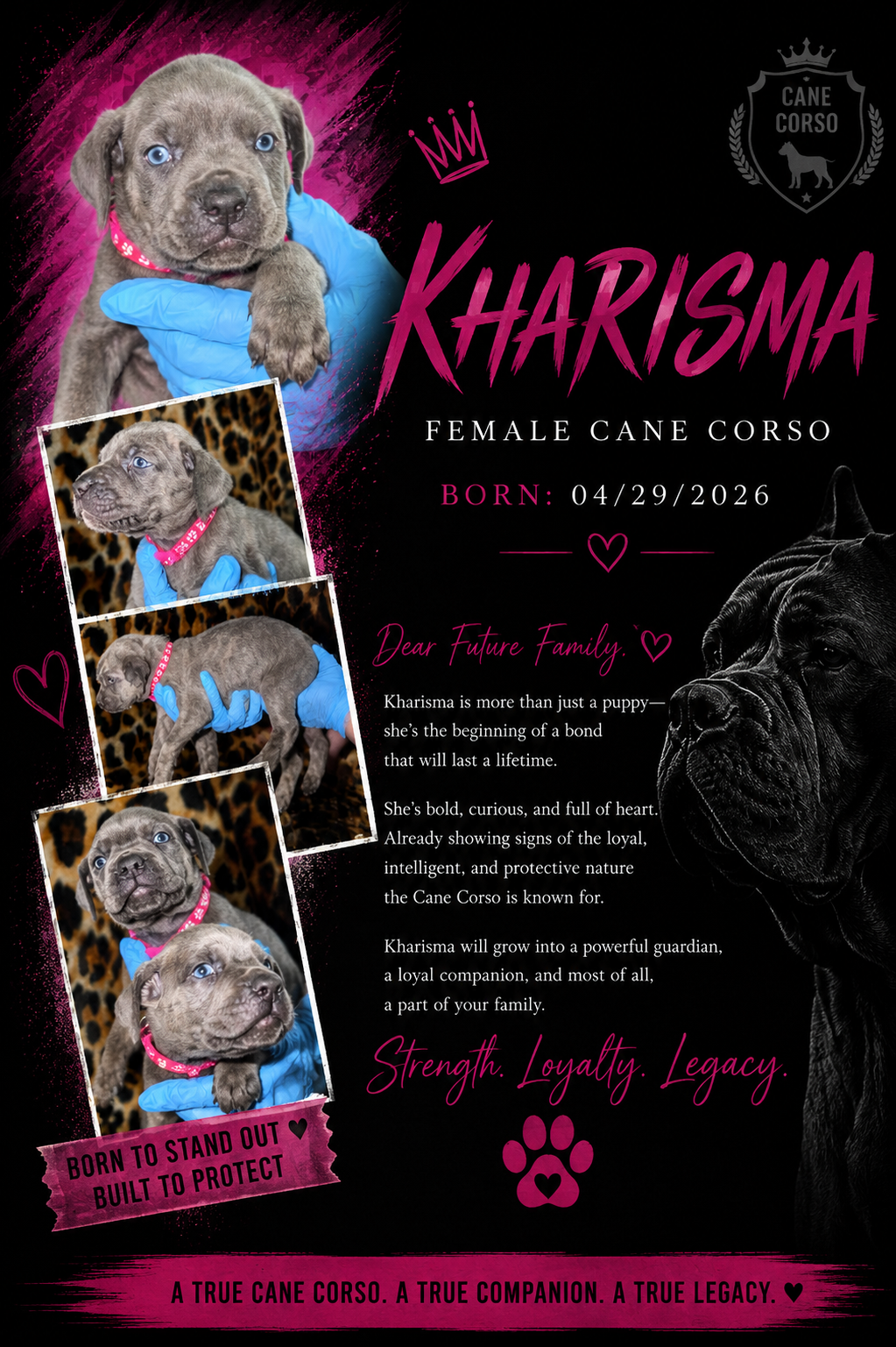 Cane Corso Puppiesss image 4